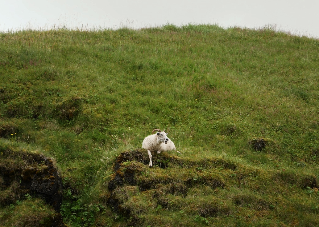 Ju Barrow - Islande n°04