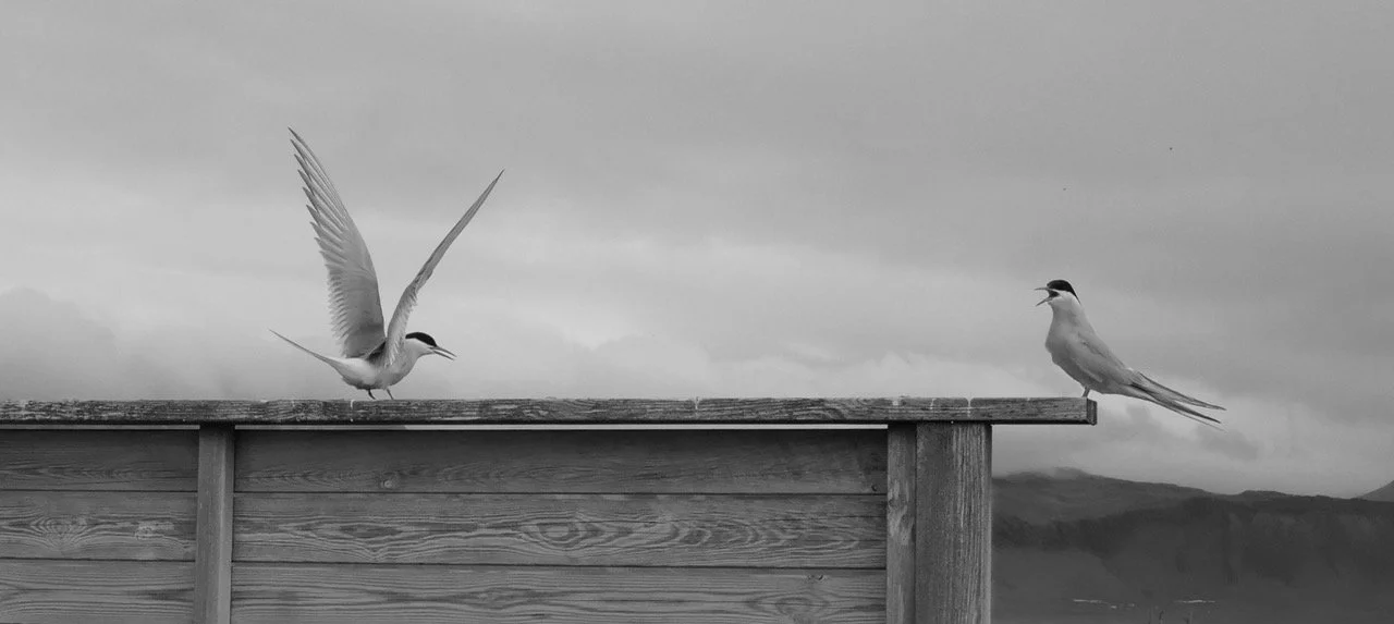 Nick Barrow - Islande N&B n°07