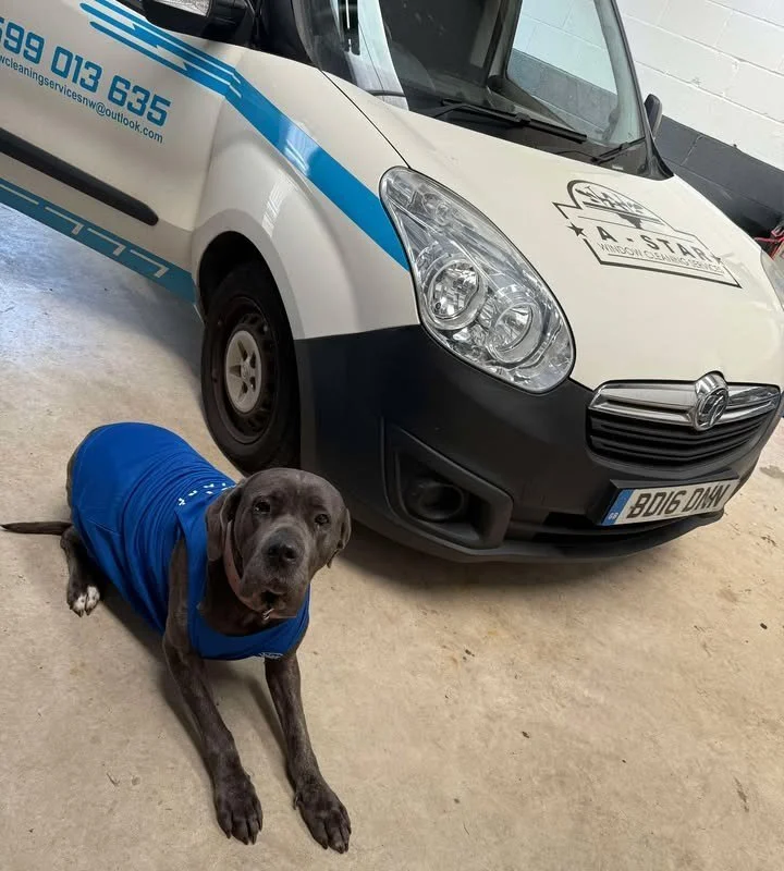 A gray dog wearing a blue vest lying on a concrete floor next to a white and black service vehicle with company information and logo.