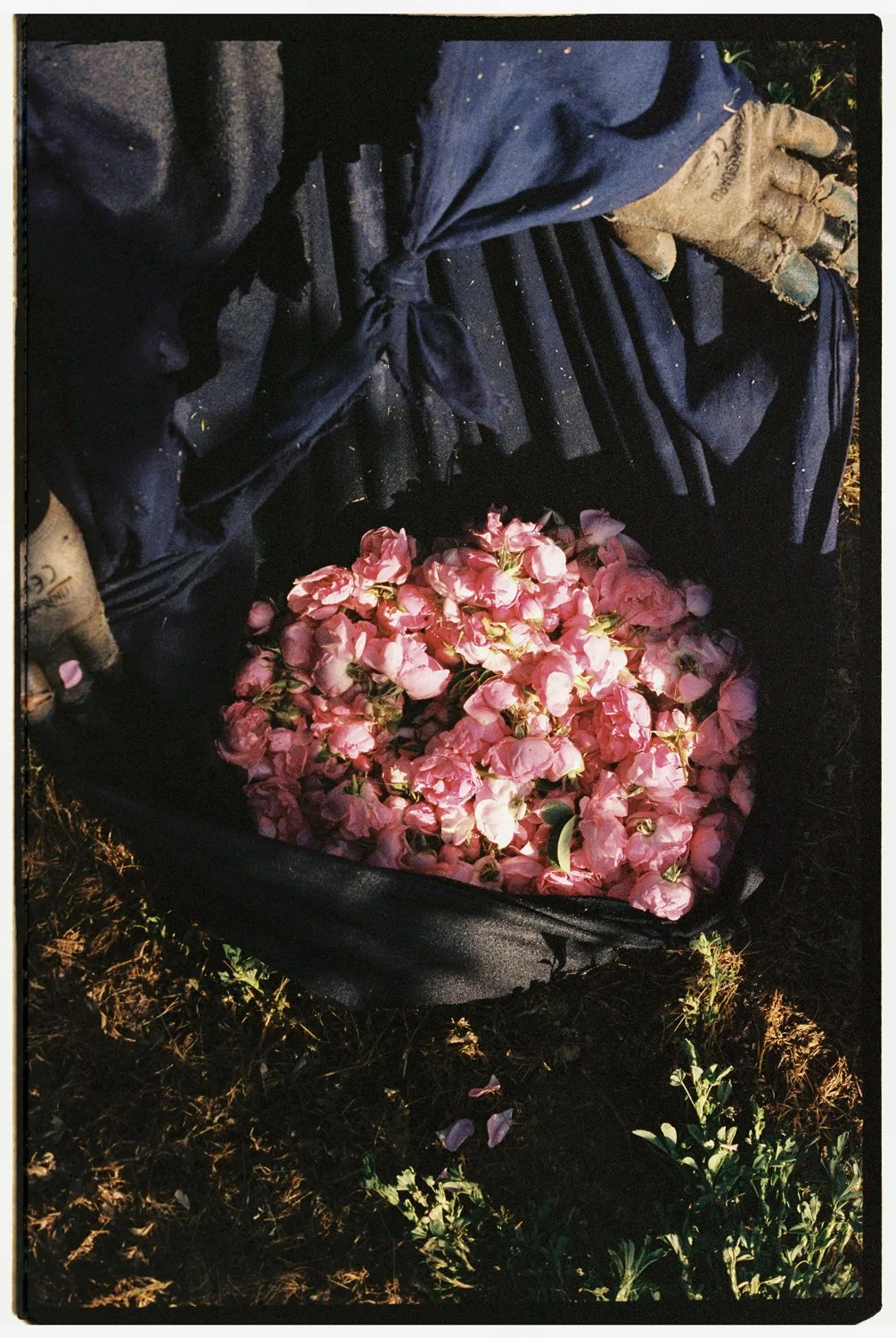 Rose Valley by Eva Donckers HR-162.jpg