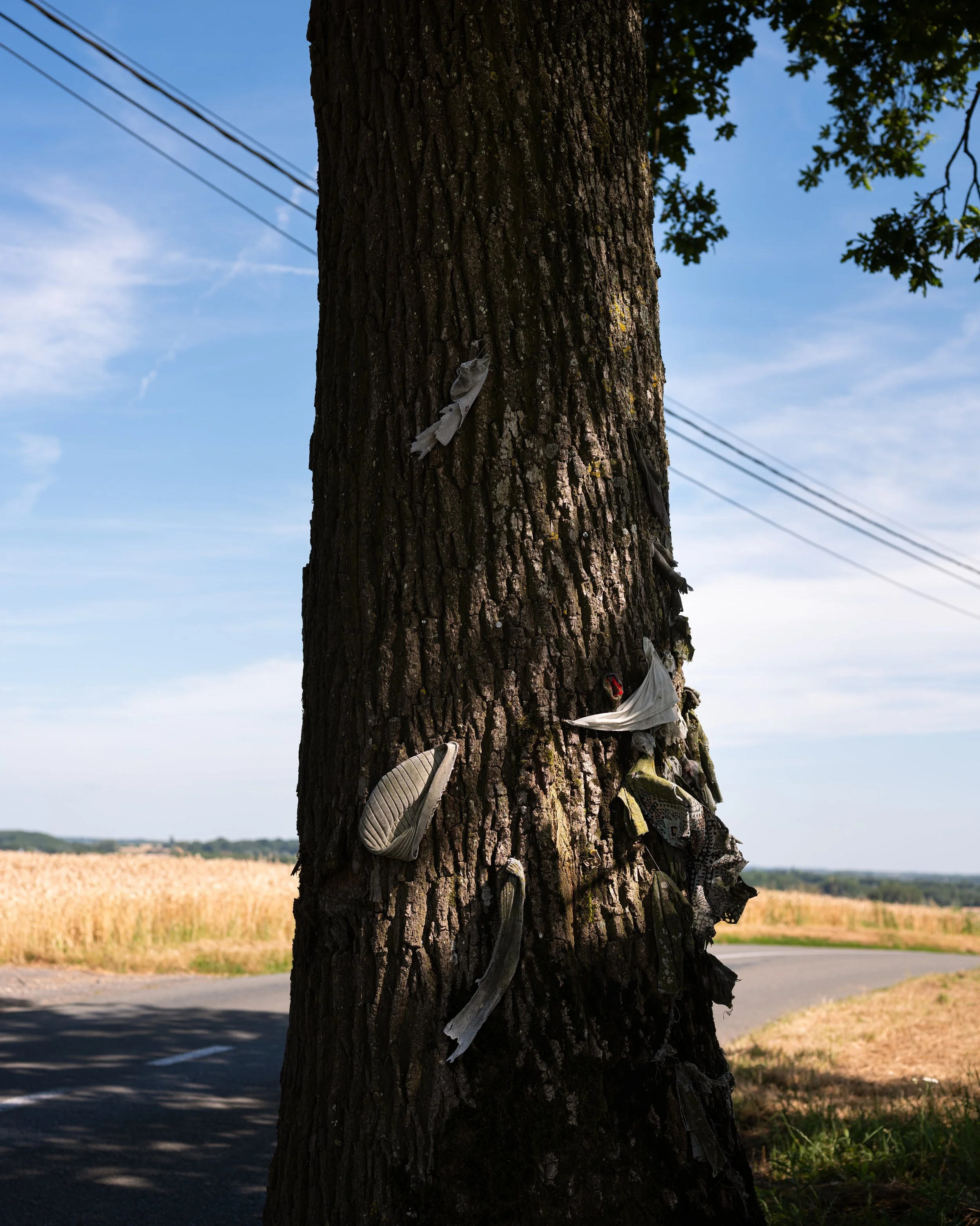 Zomereik door Eva Donckers HR-9953.JPG