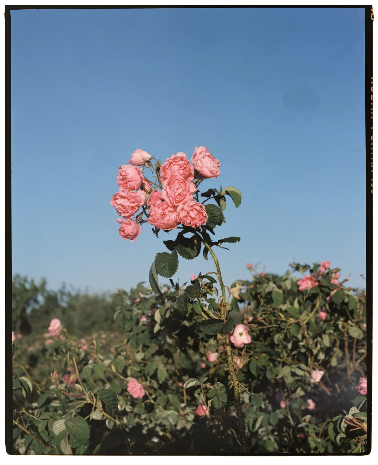 Rose Valley by Eva Donckers HR-285.jpg