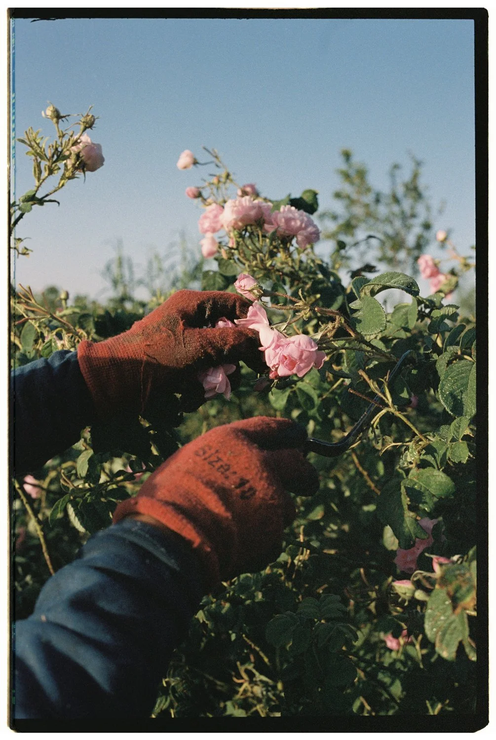 Rose Valley by Eva Donckers HR-158.jpg