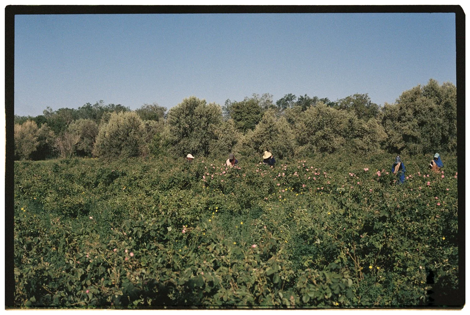Rose Valley by Eva Donckers HR-175.jpg