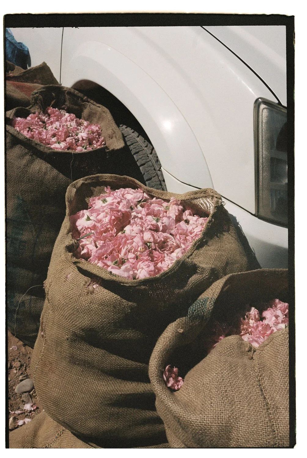Rose Valley by Eva Donckers HR-130.jpg