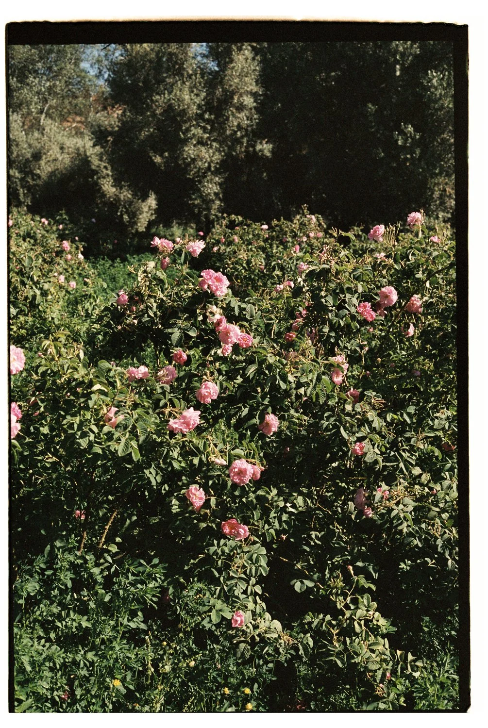 Rose Valley by Eva Donckers HR-53.jpg