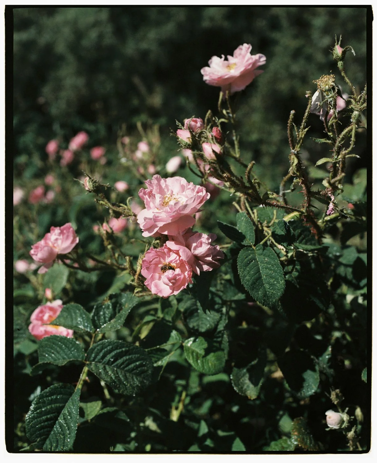 Rose Valley by Eva Donckers HR-297.jpg