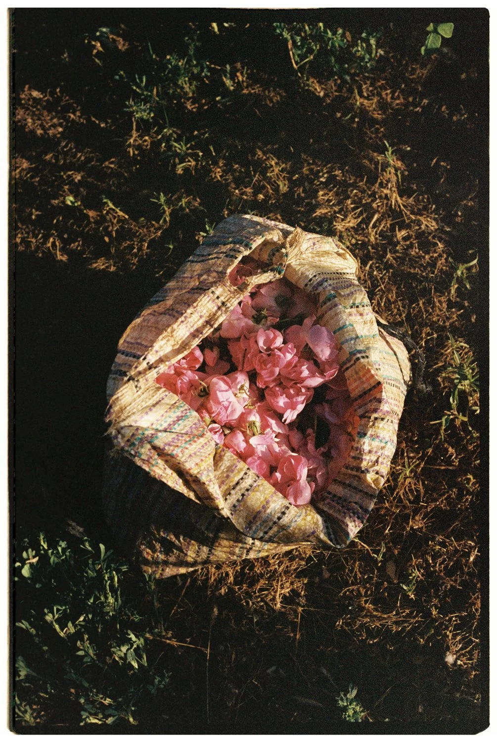 Rose Valley by Eva Donckers HR-165.jpg