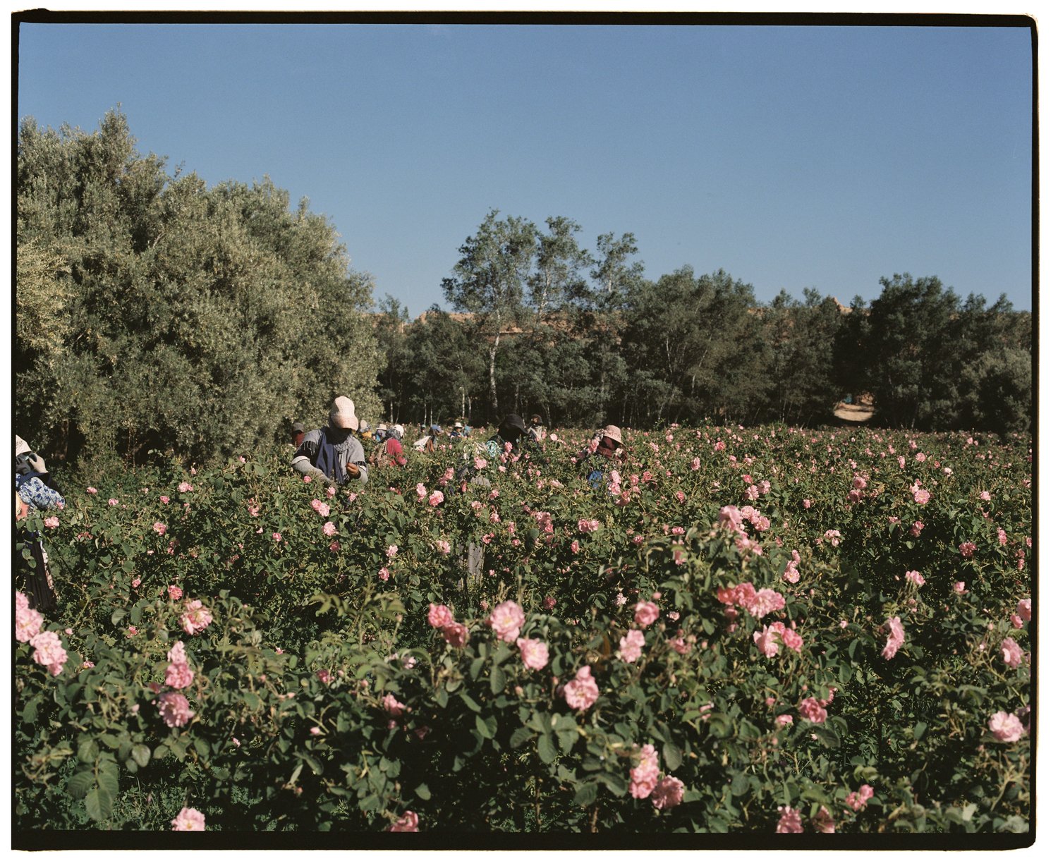 Rose Valley by Eva Donckers HR-213.jpg