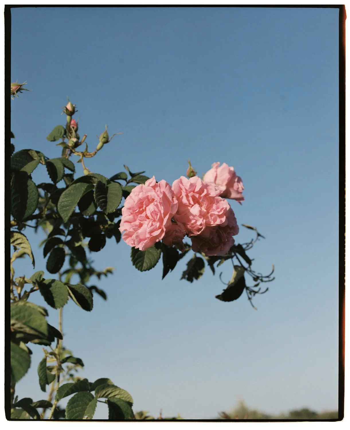 Rose Valley by Eva Donckers HR-244.jpg
