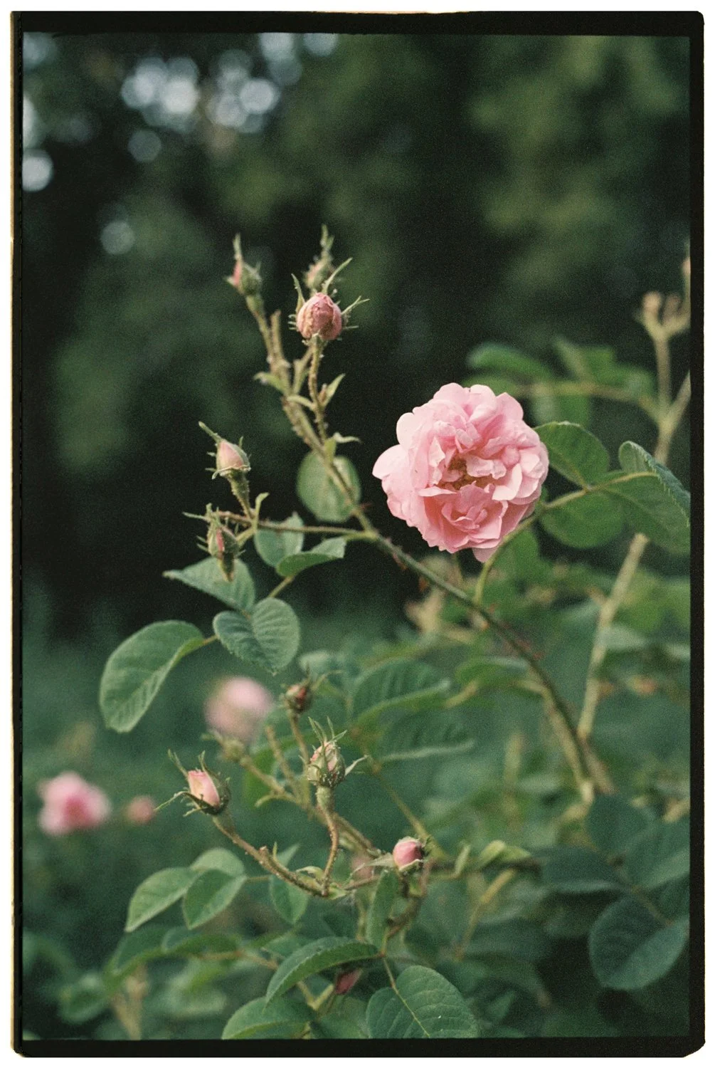 Rose Valley by Eva Donckers HR-143.jpg