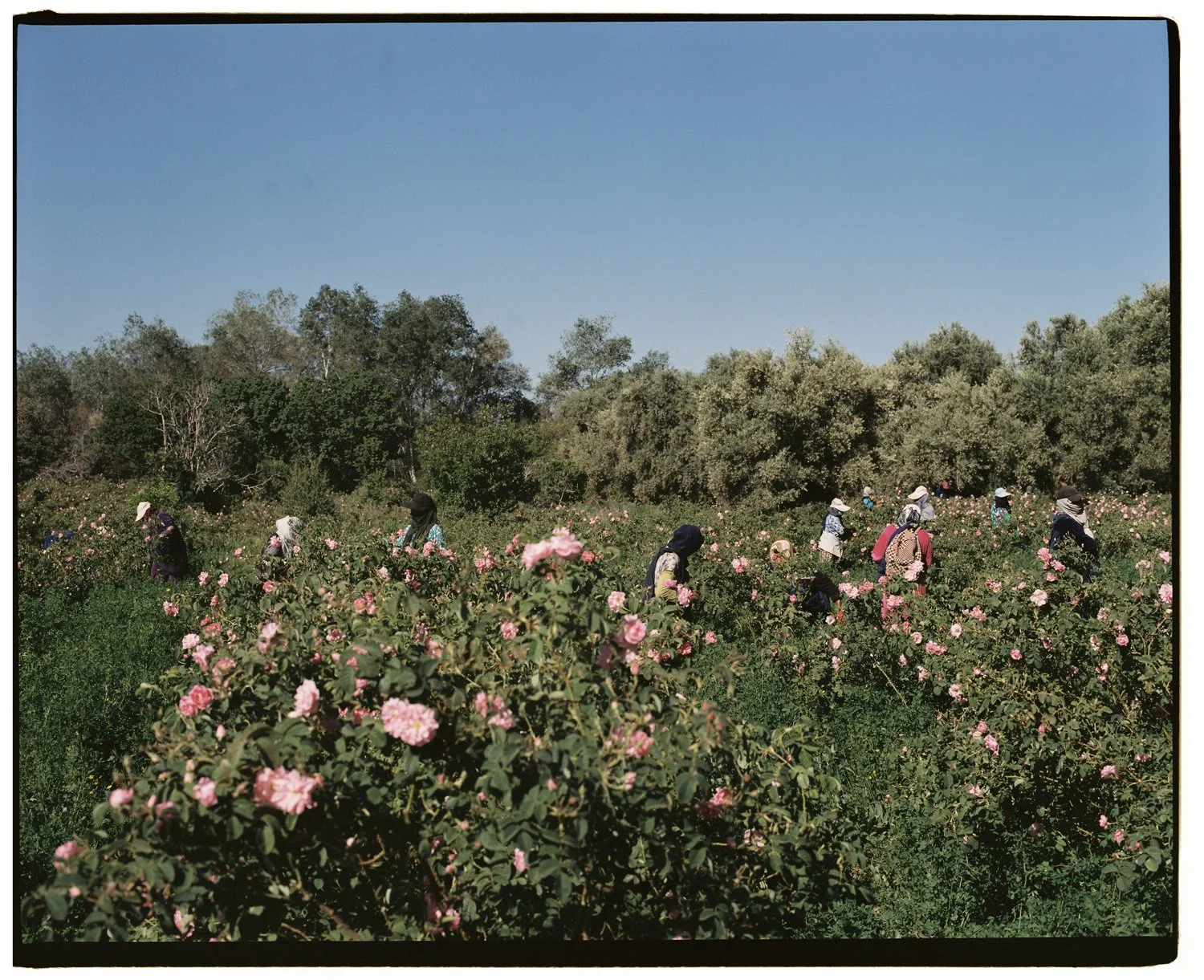 Rose Valley by Eva Donckers HR-295.jpg