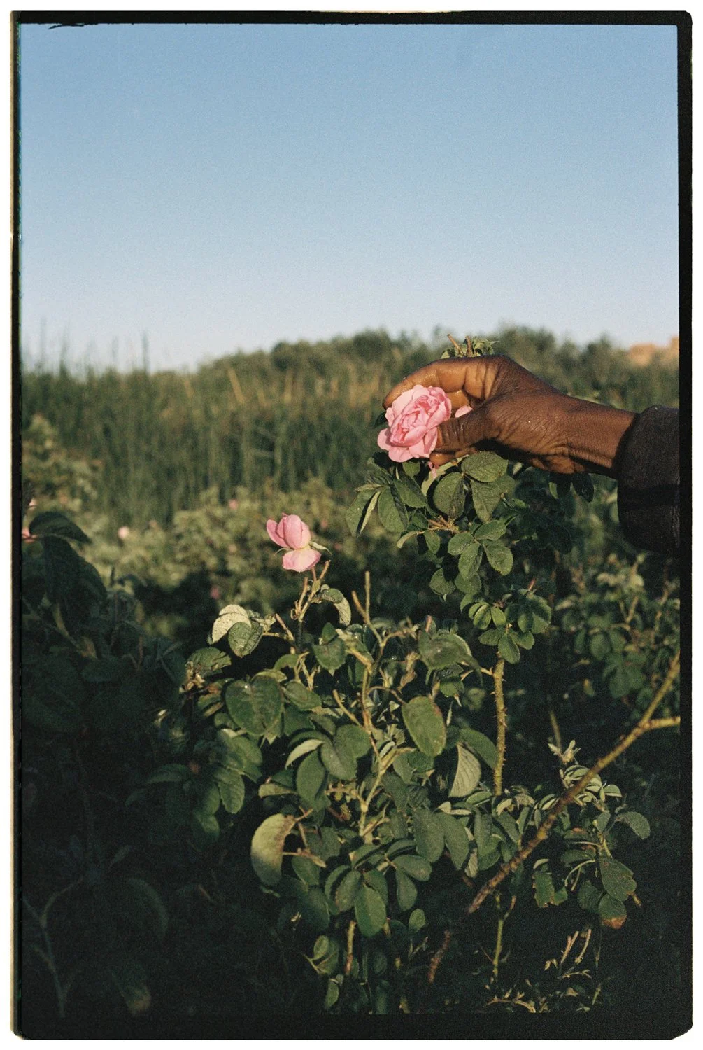 Rose Valley by Eva Donckers HR-153.jpg