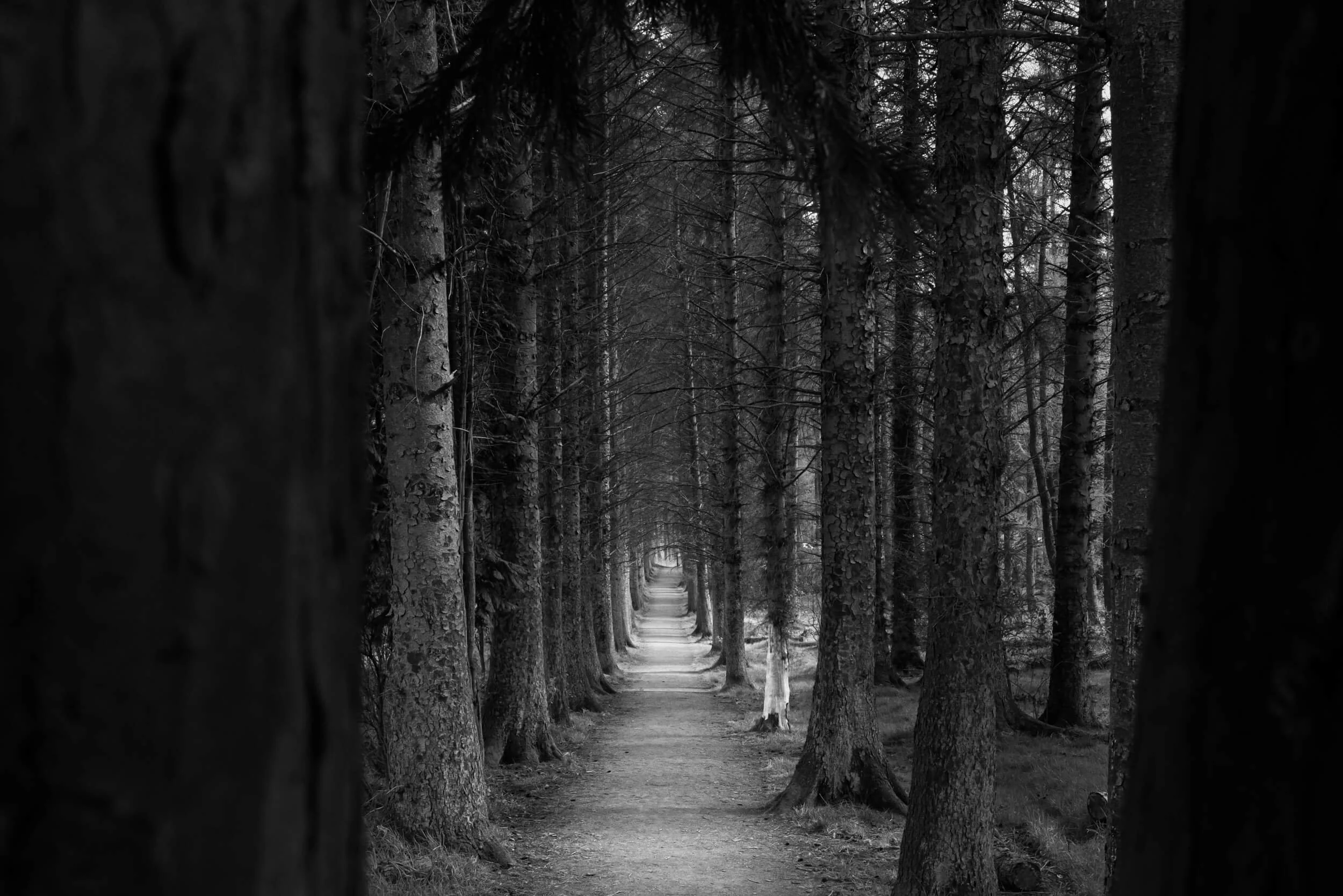 Forest path in Beecraigs Country Park, West Lothian — documentary wedding photographer Scotland