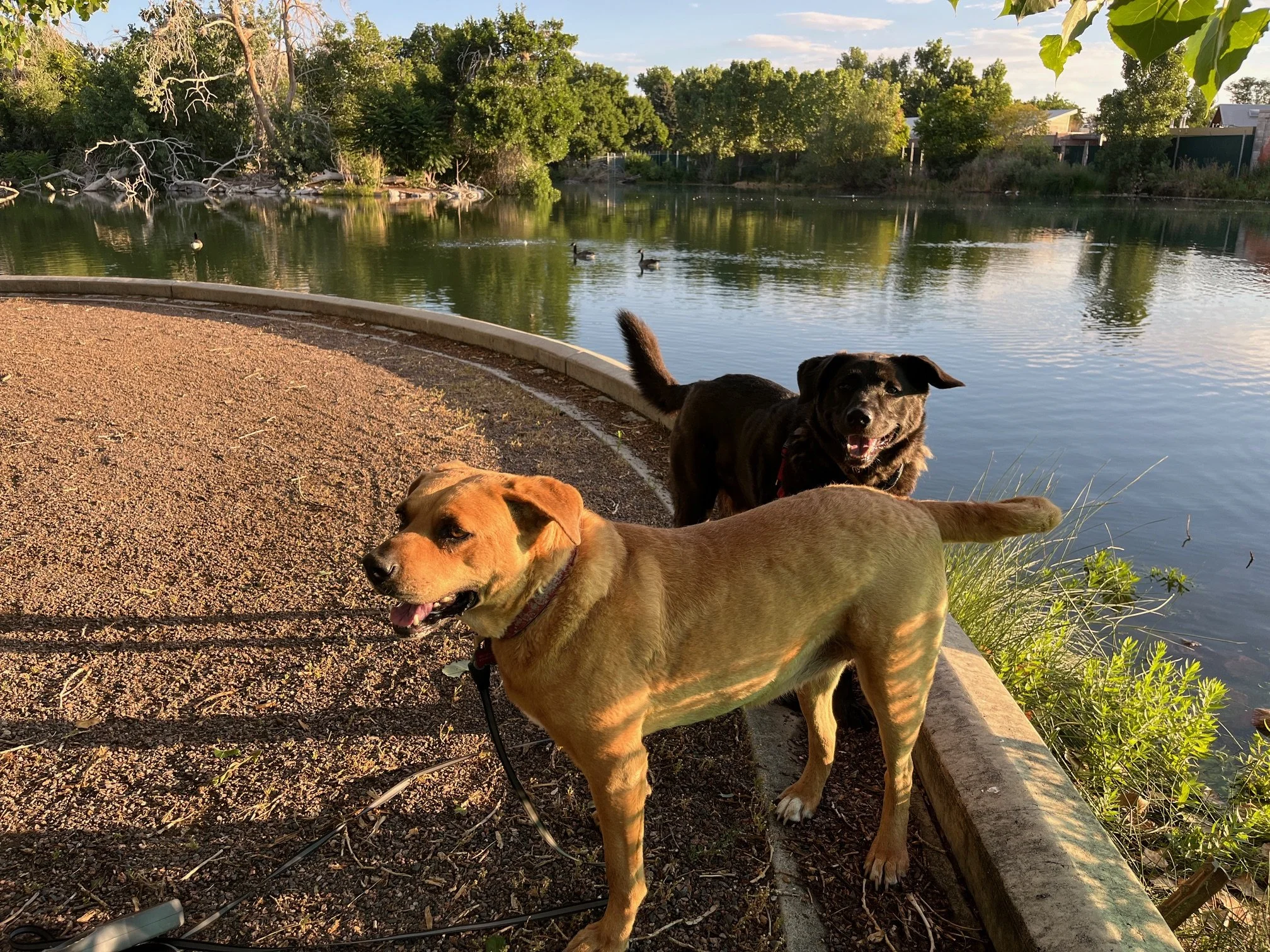 Two dogs by a pond with ducks swimming, surrounded by green trees and a gravel path.