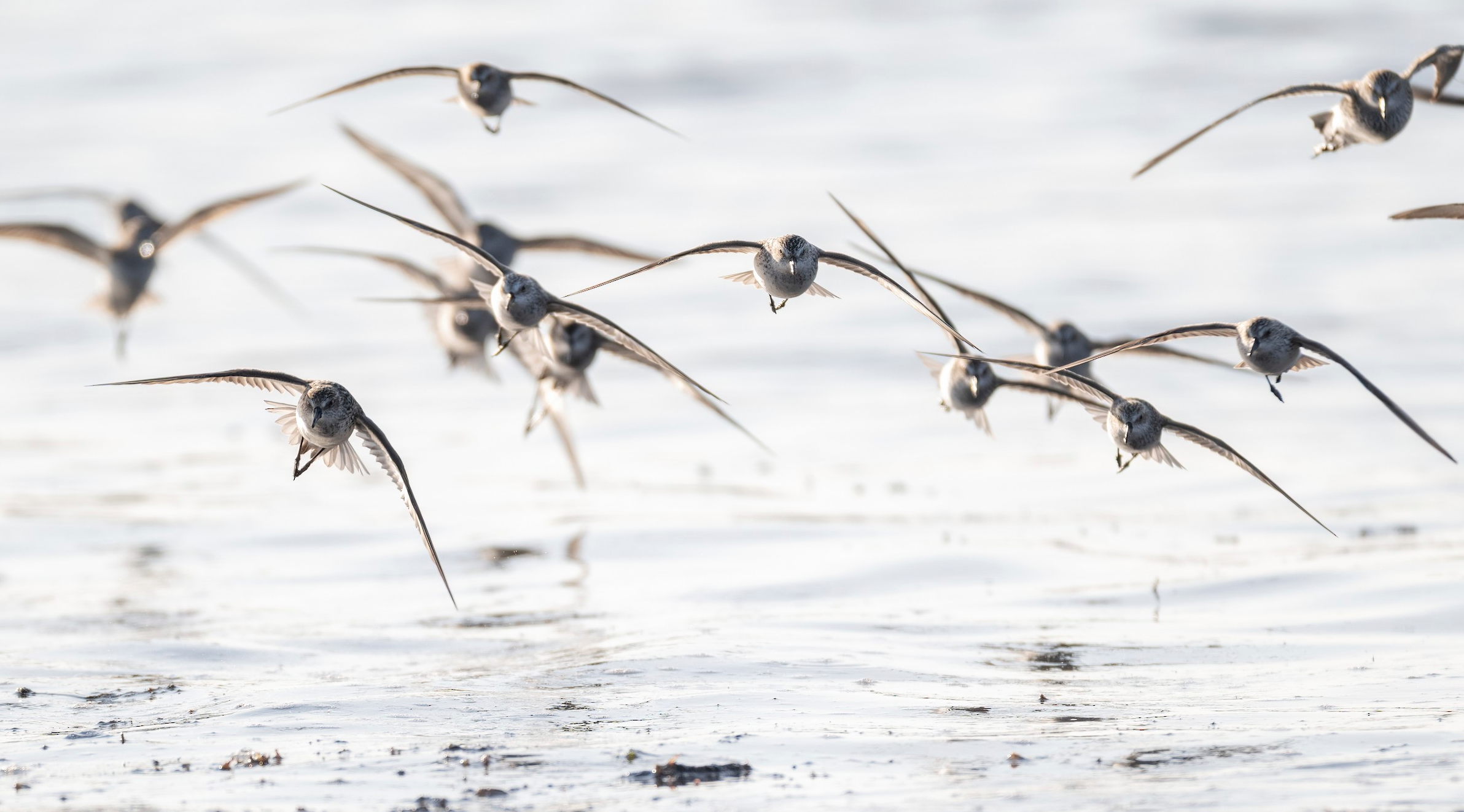 A group of shorebirds flying just above the water's surface, with some landing or taking off on the wet sand.