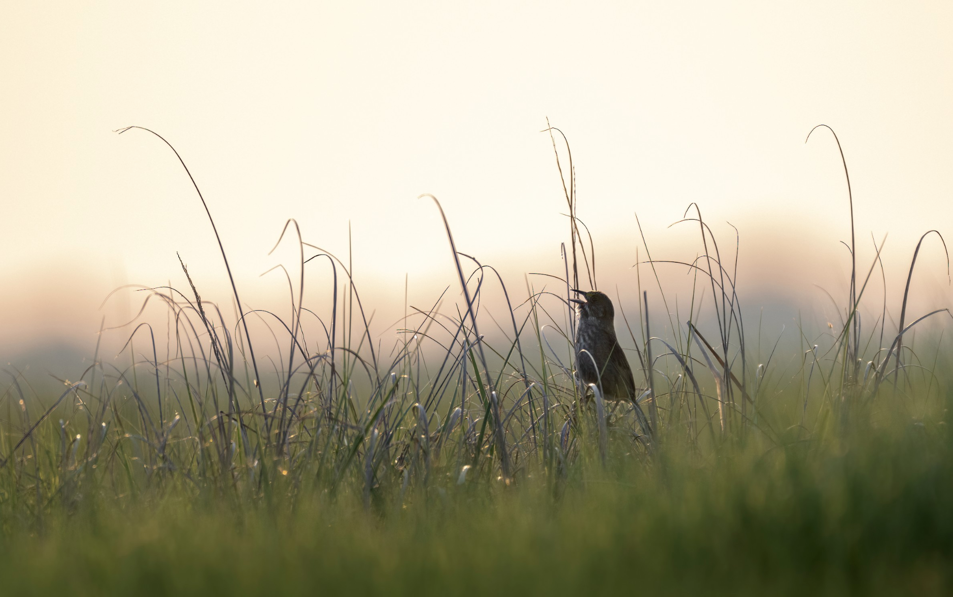 A bird singing among tall grass at sunset