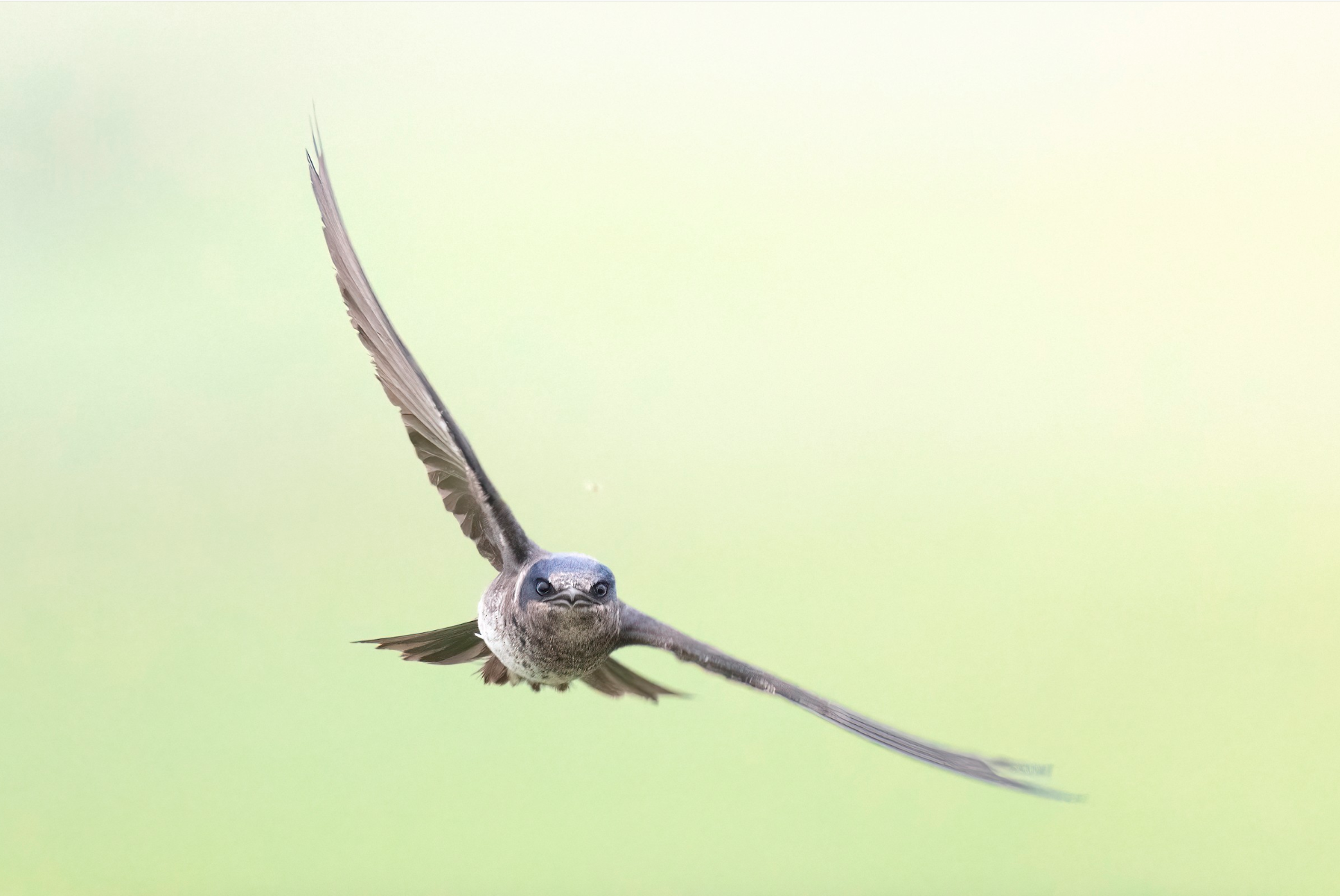 A bird with a face resembling a small mammal, flying against a blurry green background.