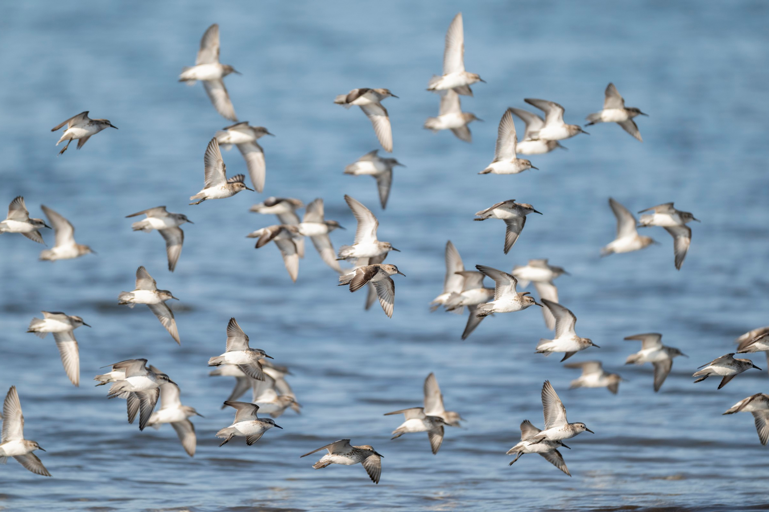 A flock of shorebirds flying over a body of water.