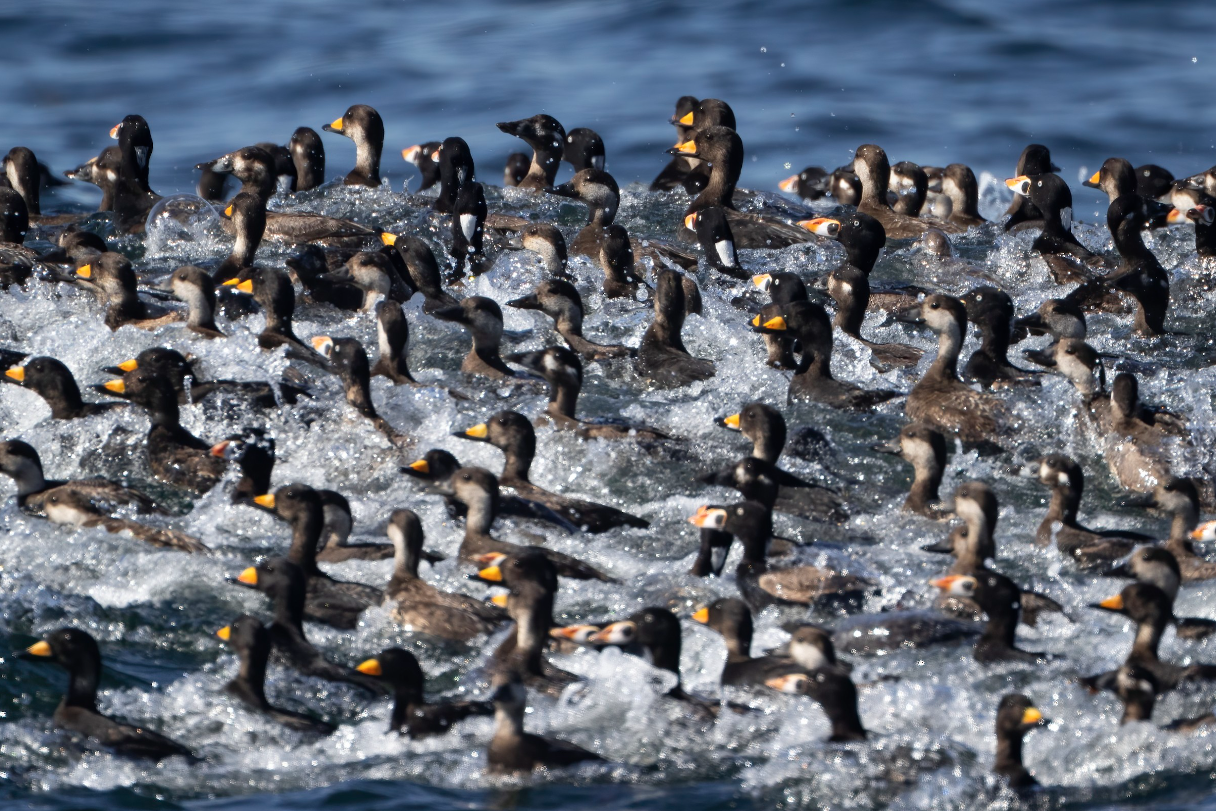 A large group of ducks swimming in the water, creating ripples and splashes.