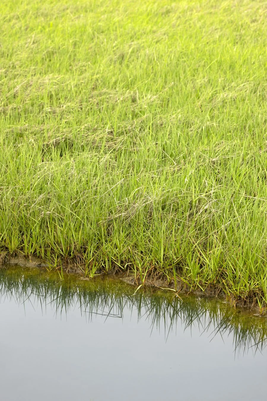Close-up of green rice plants growing in a flooded field.