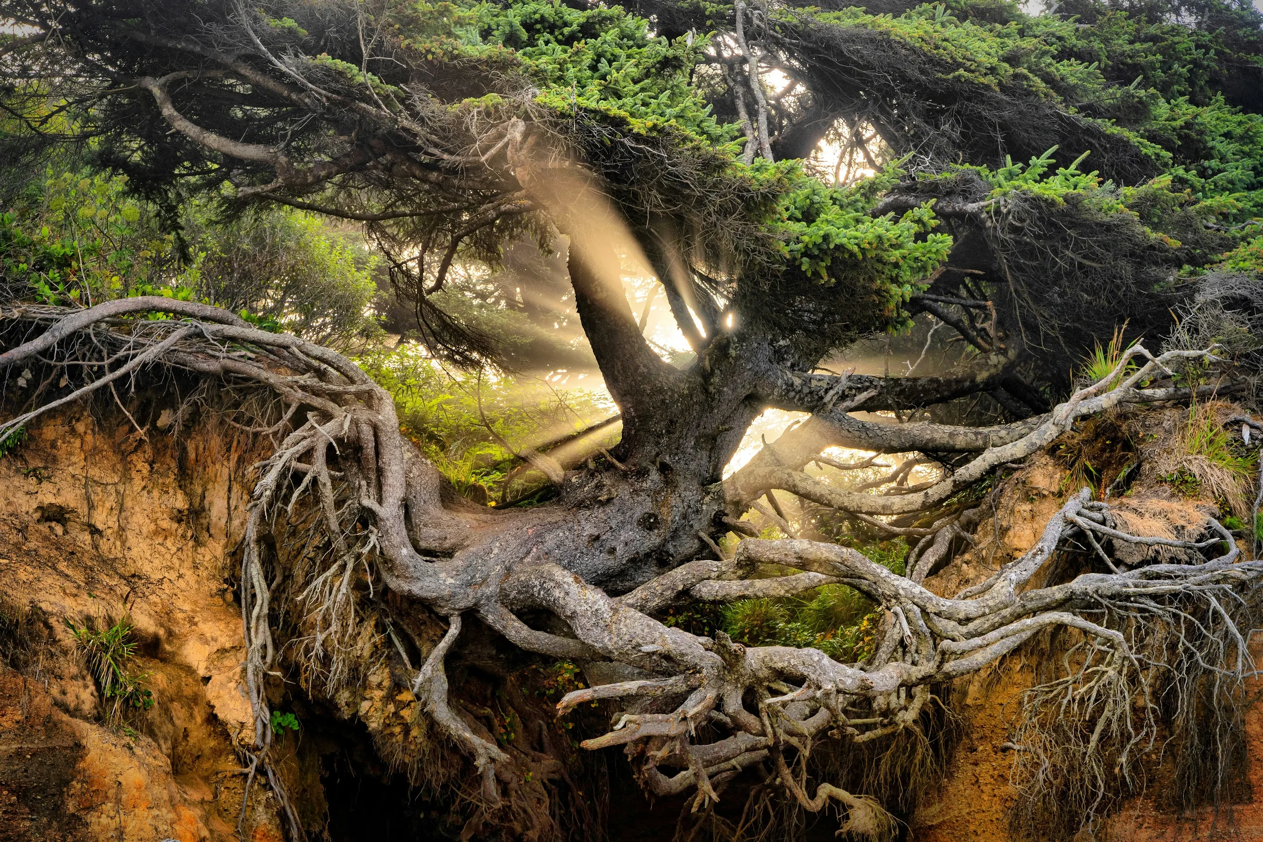 Arbre aux racines apparentes