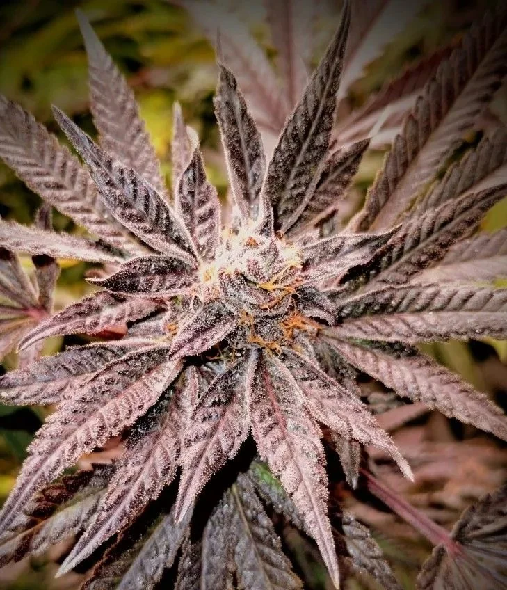 🍇 GrandDaddy Purple Norcal Heirloom Cut Art Print