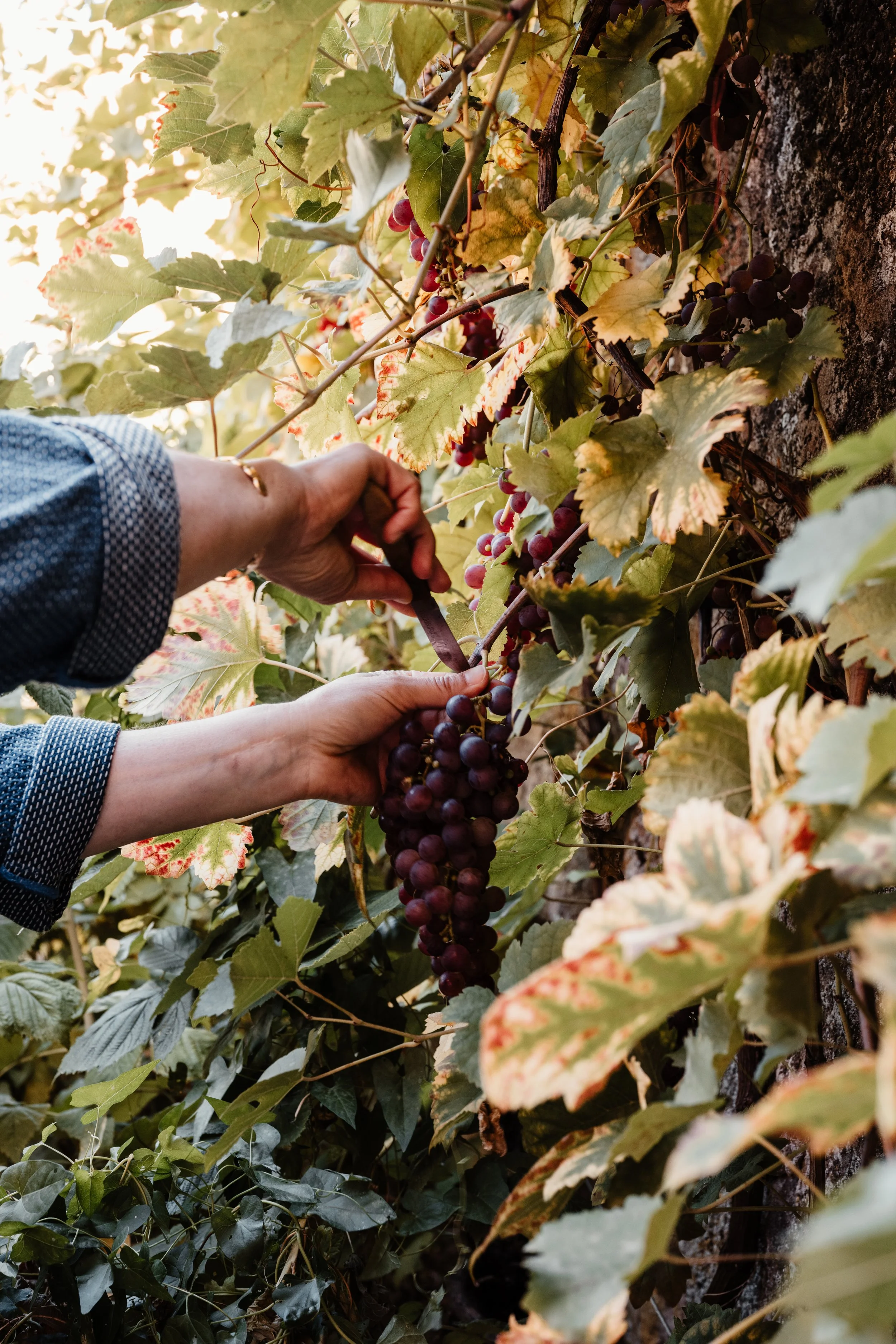 domaine la commanderie boersch automne raisin