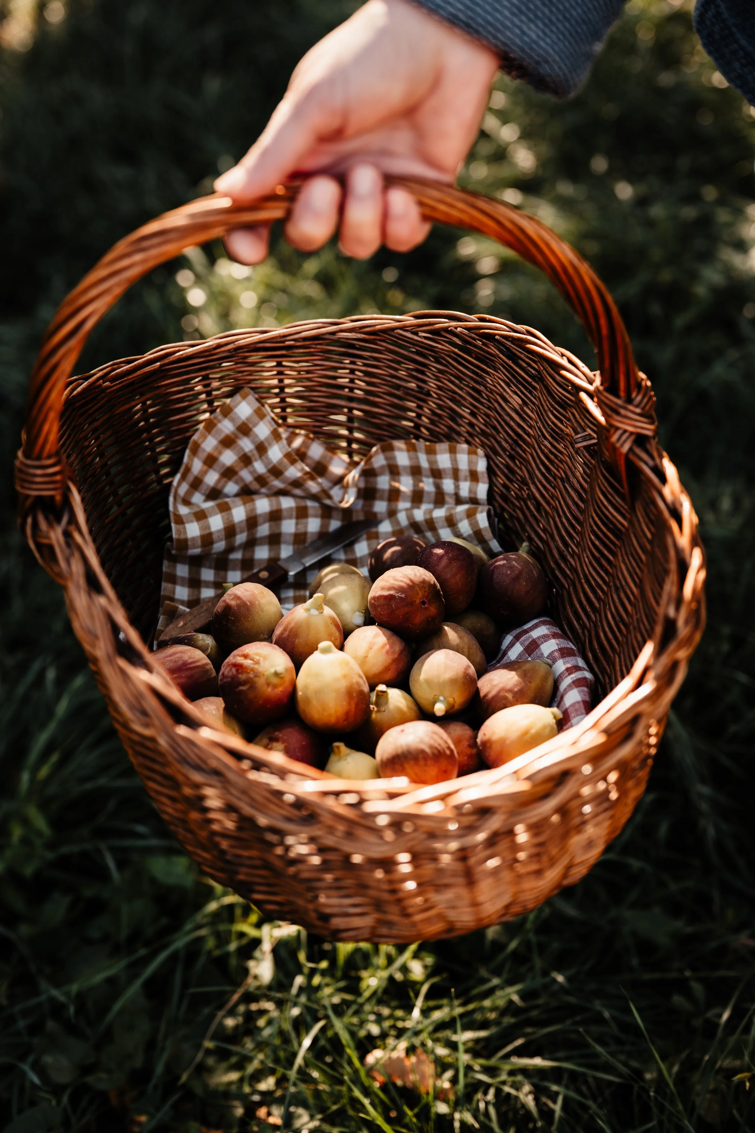 domaine la commanderie boersch automne figues cueillies dans un panier