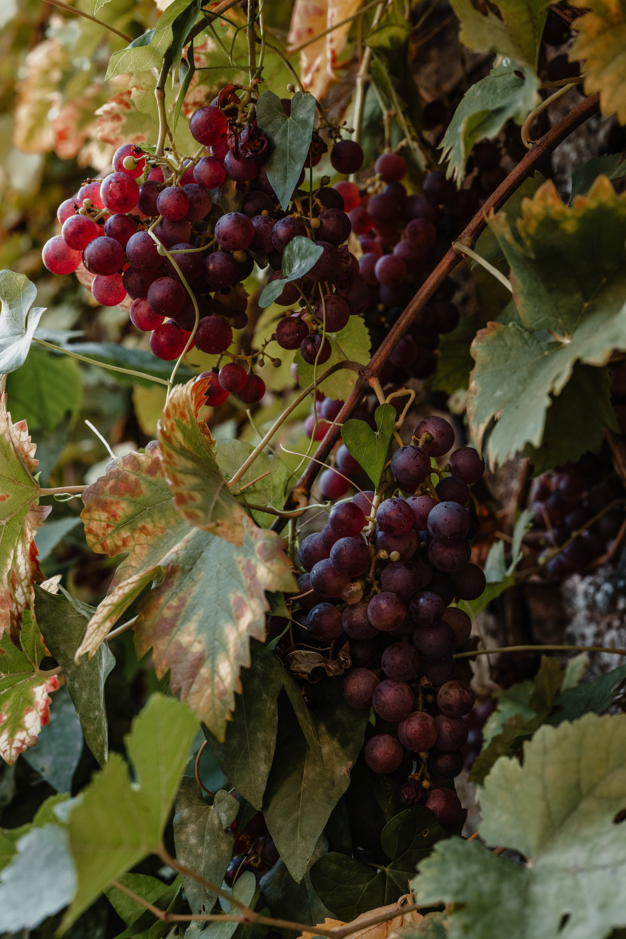 raisin vignes