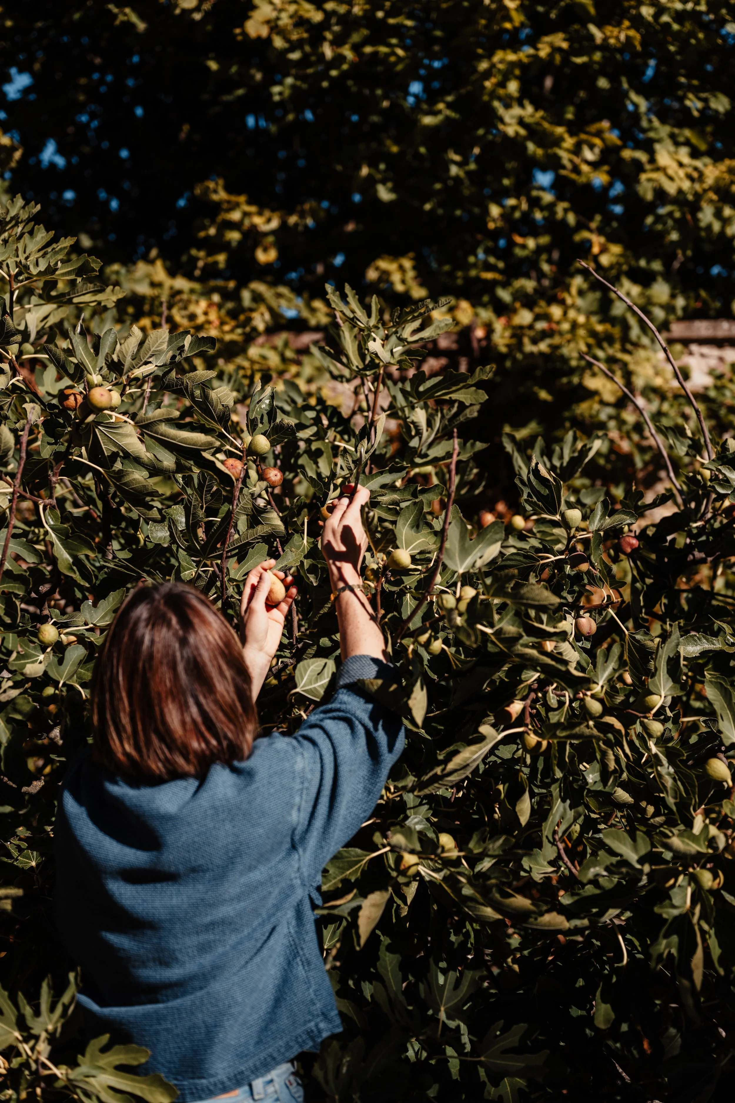 cueillette figues dans un arbre