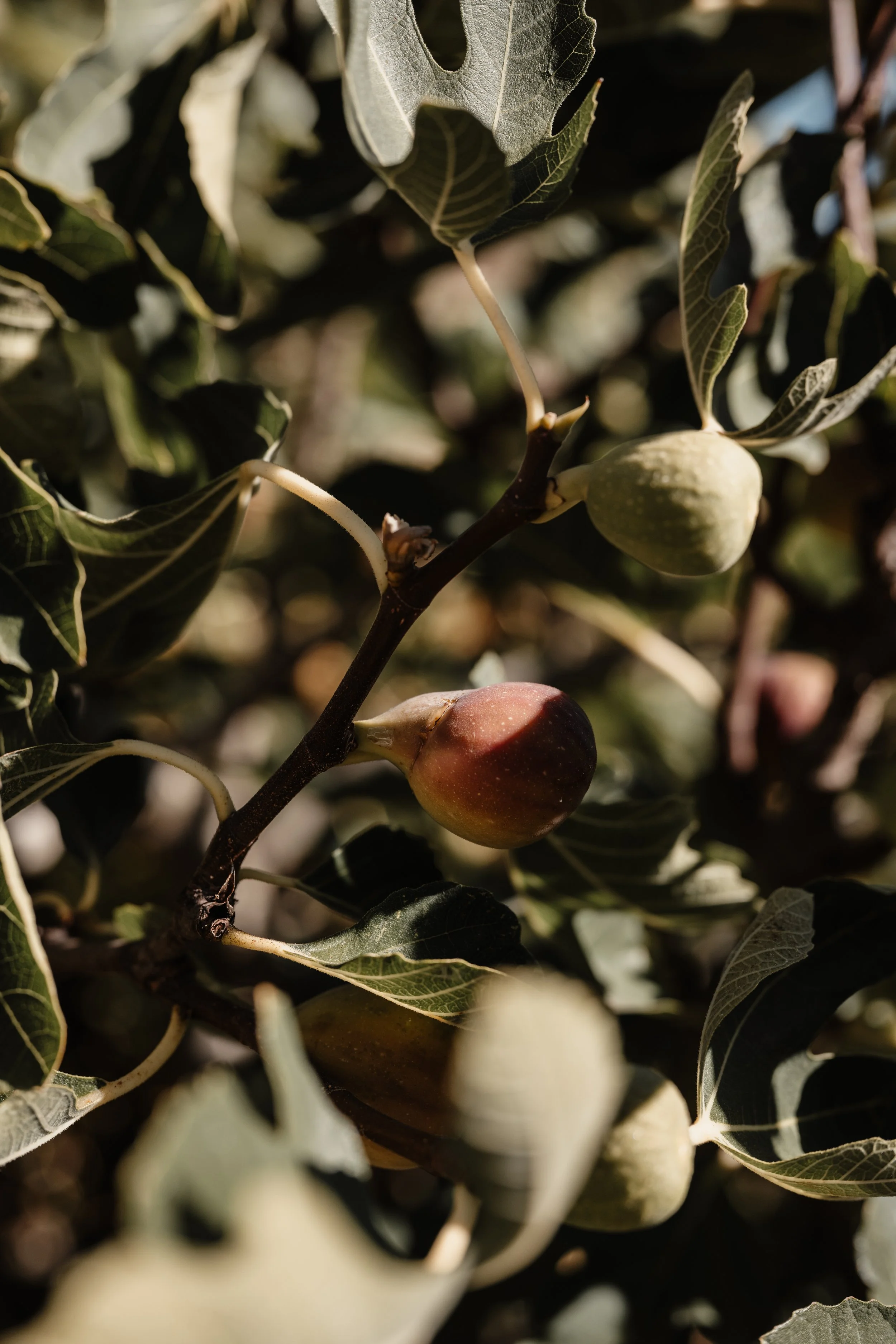 domaine la commanderie boersch automne figues