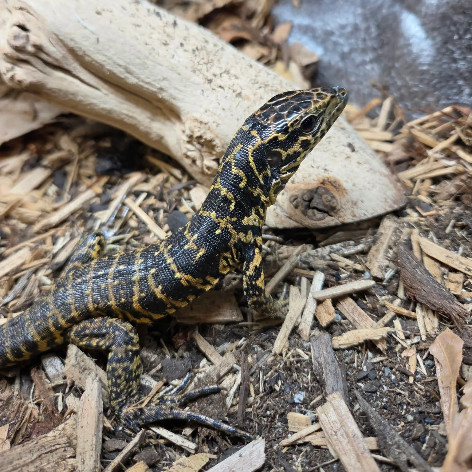 Golden Tegu