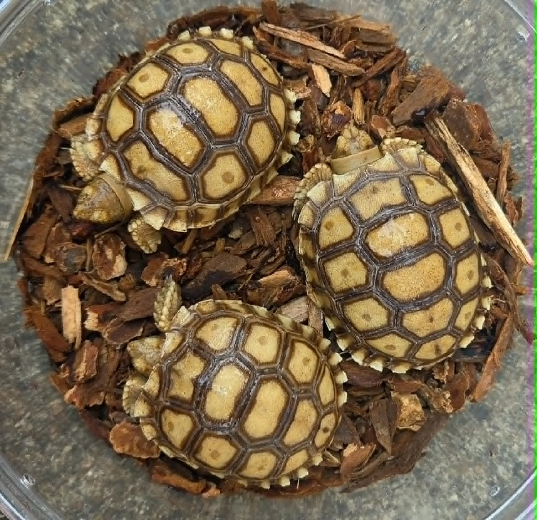 Sulcata Tortoise (Centrochelys sulcata)