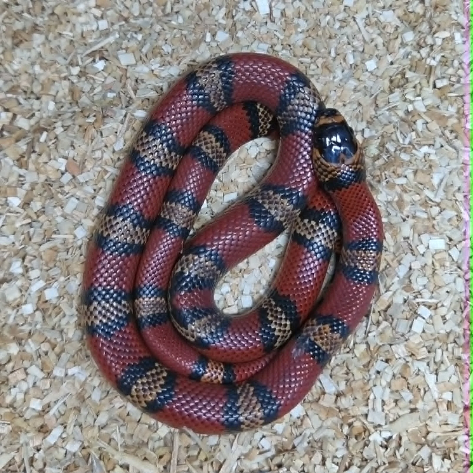 Tangerine Honduran Milk Snake