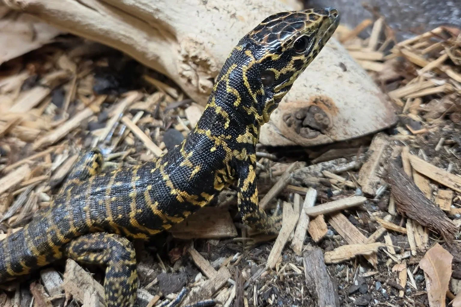 tegu.jpg