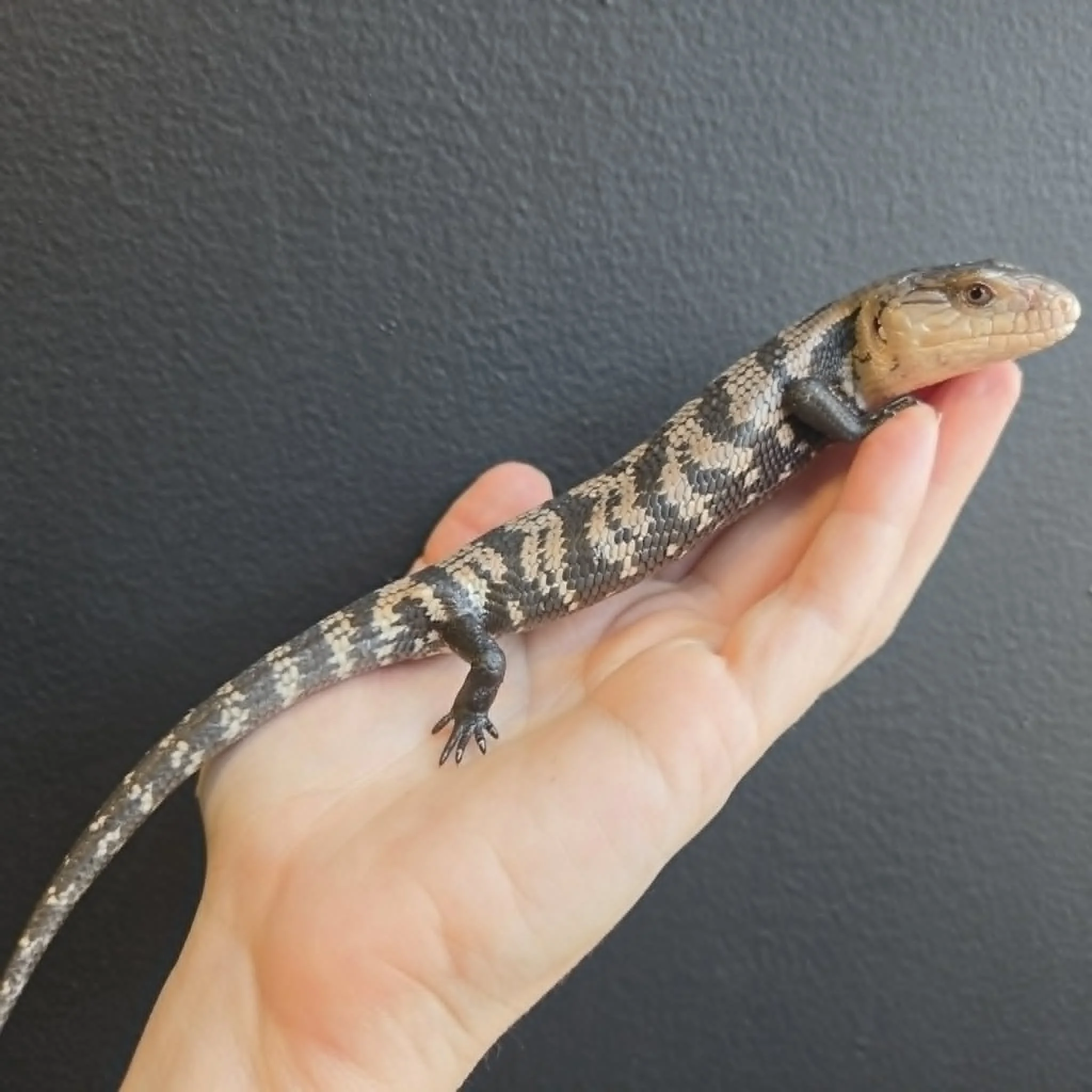Blue Tongue Skink