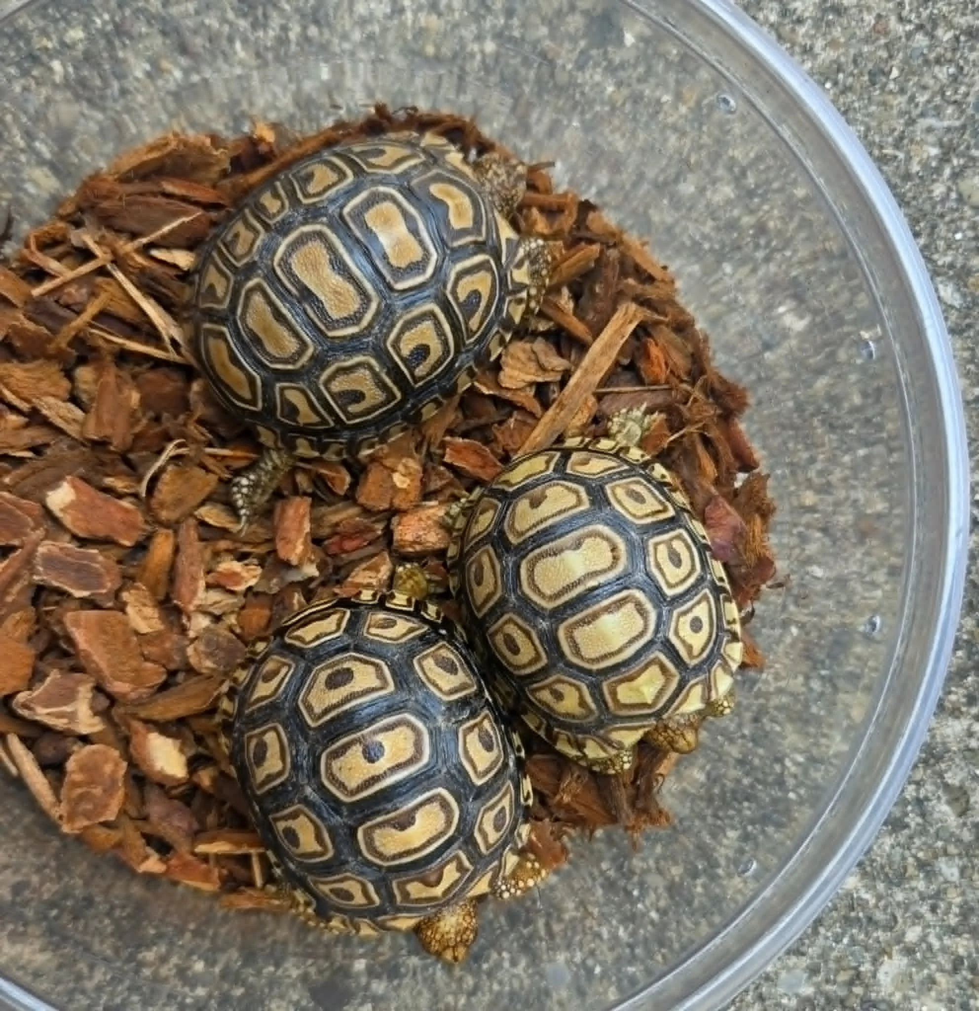 Leopard Tortoise