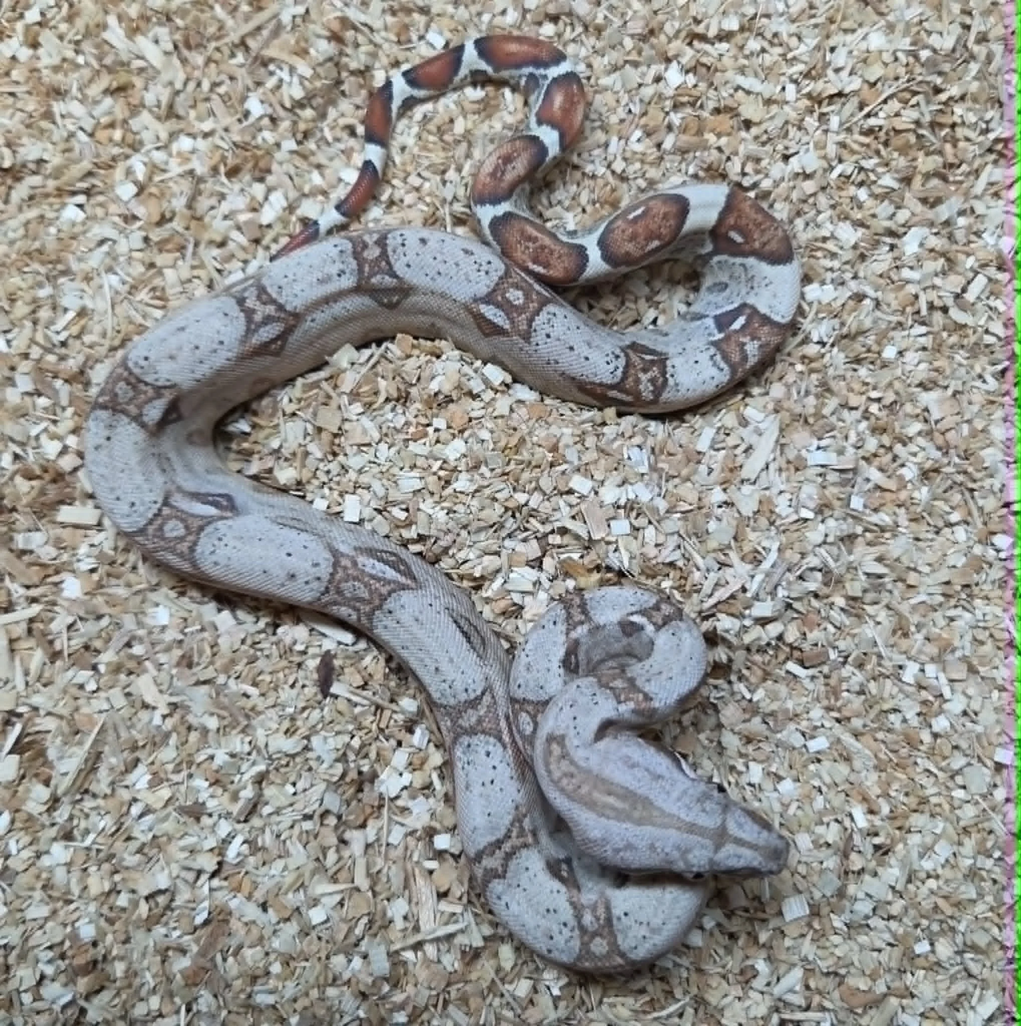 Paradigm Redtail Boa
