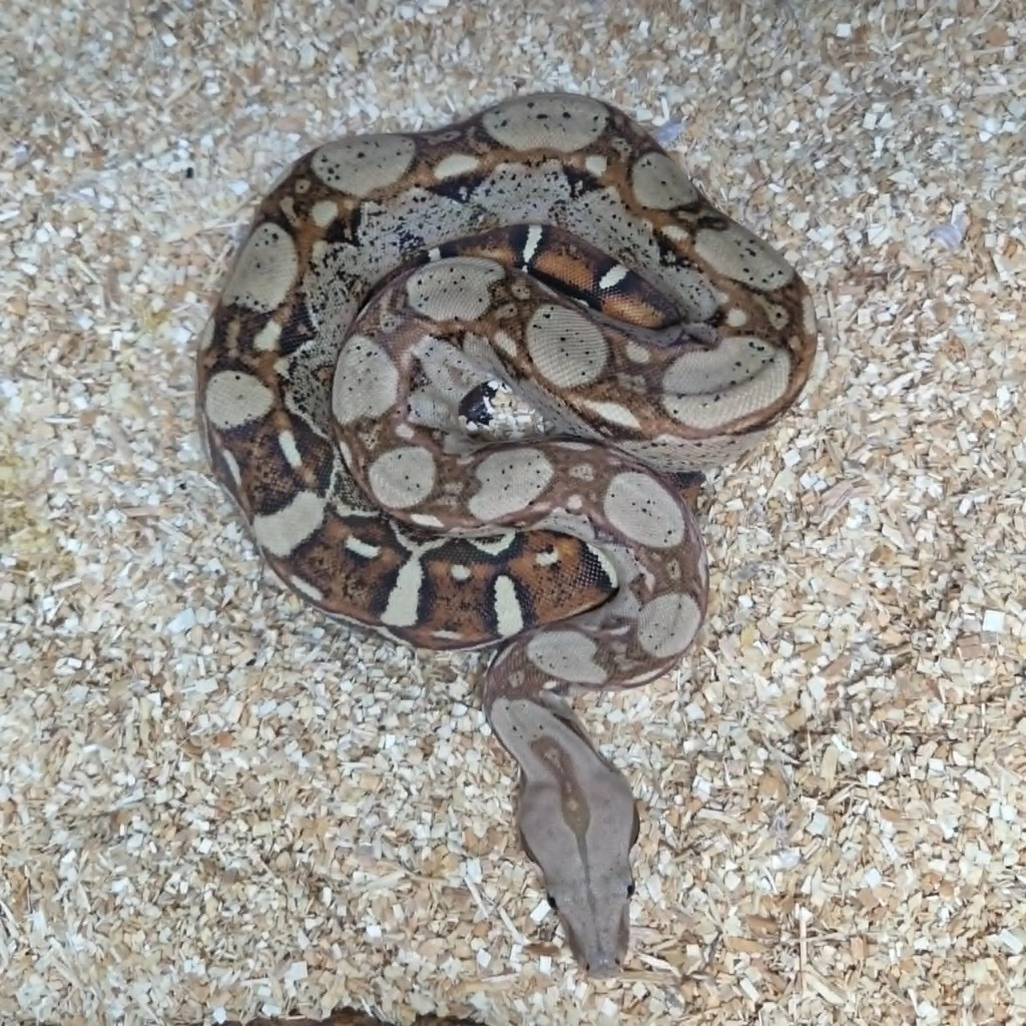 Red Rum Pastel Dream (Male)