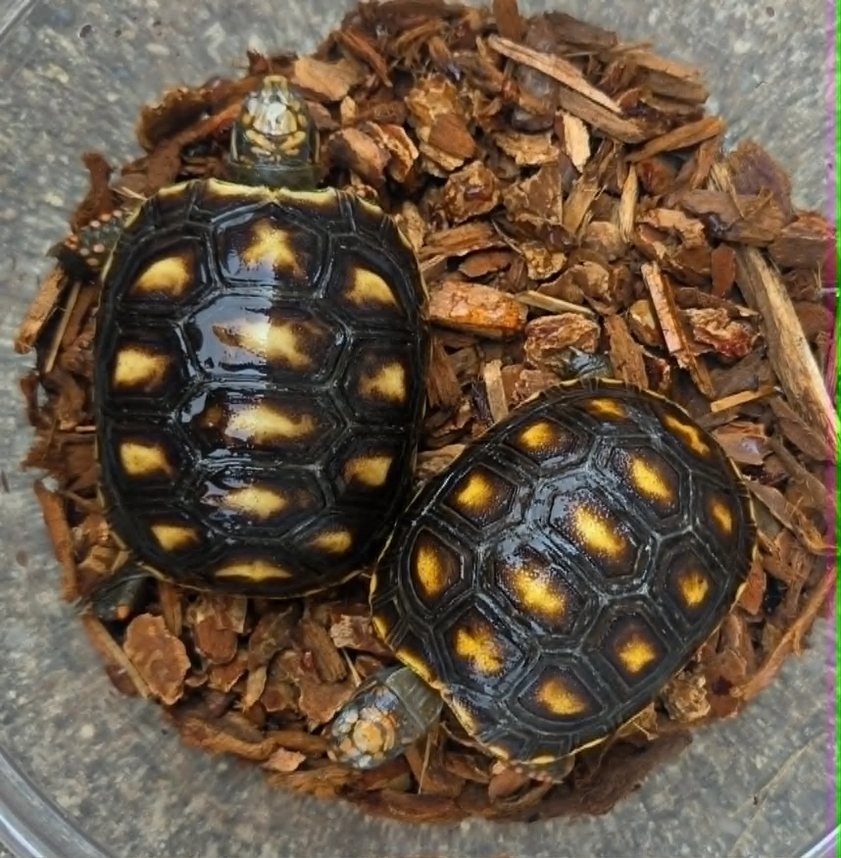 Red-Foot Tortoise