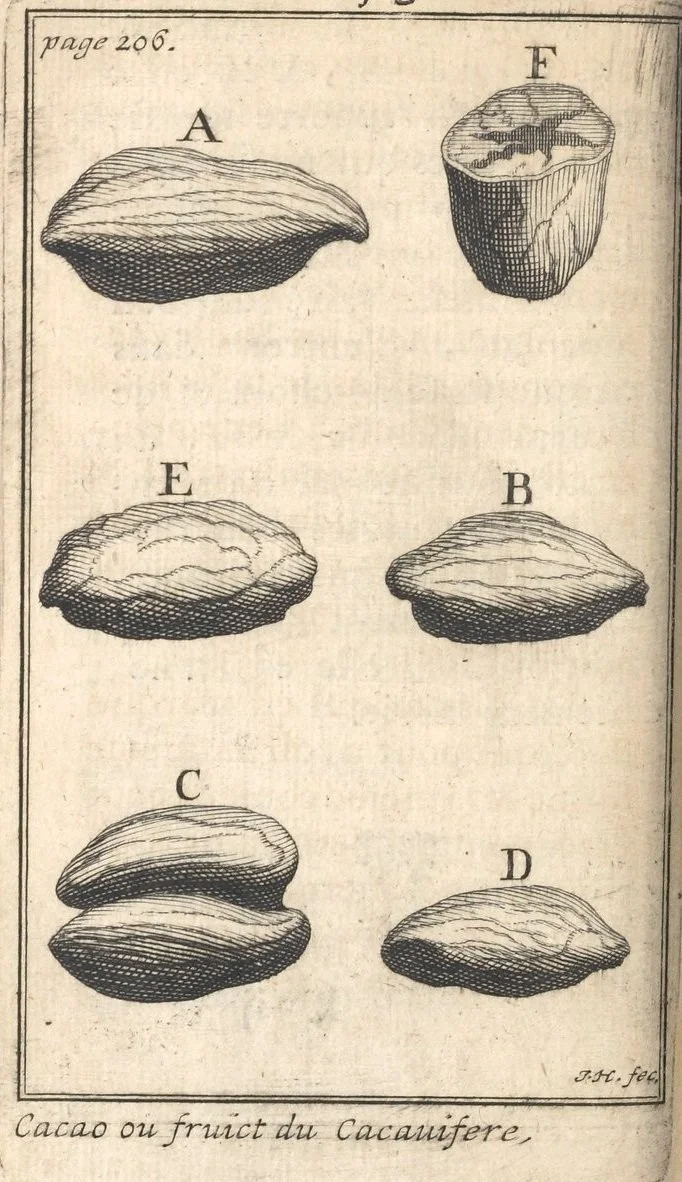 Cacao beans