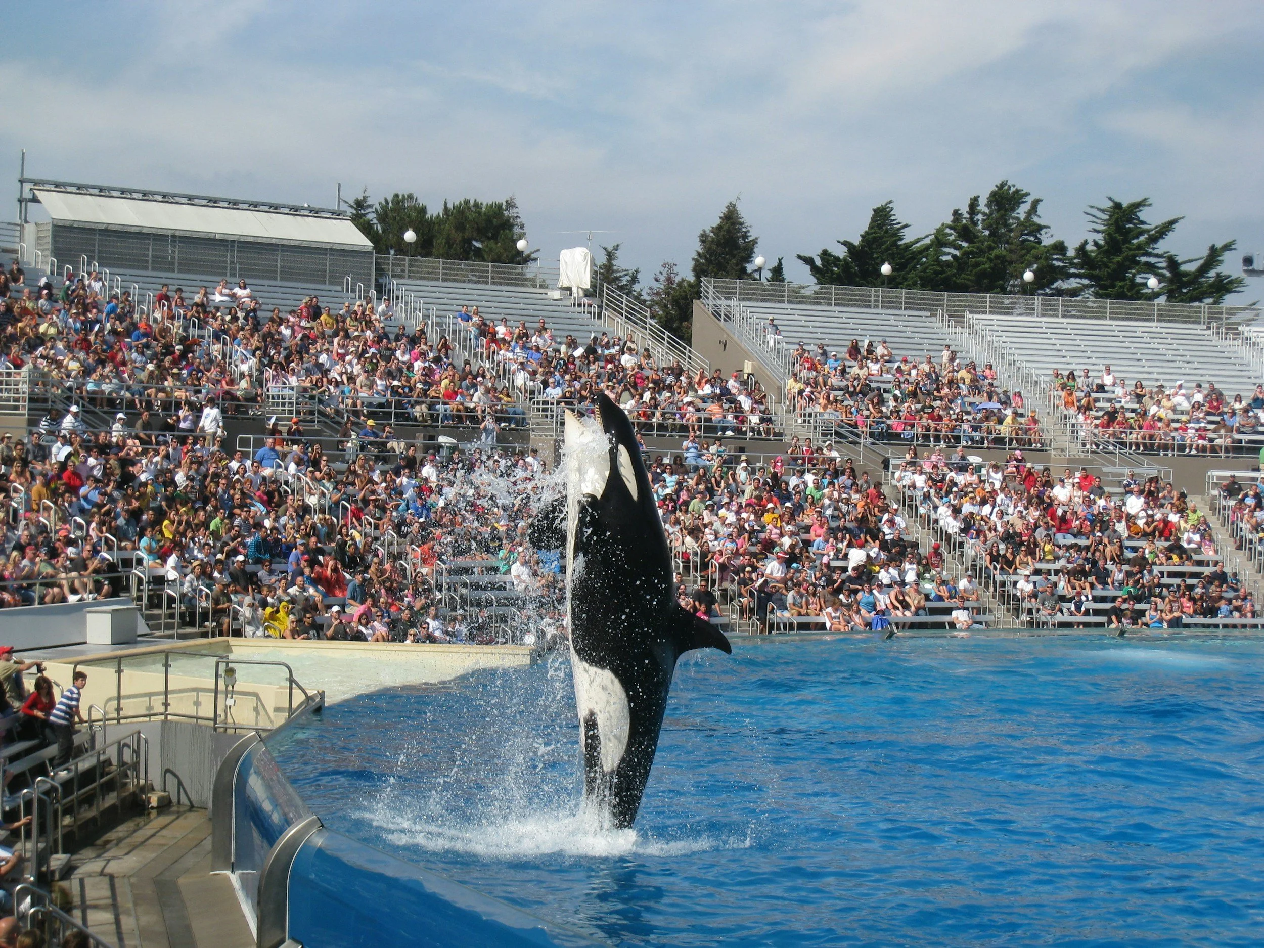 Orca whale jumping out of water at marine park with large audience in stadium seating.