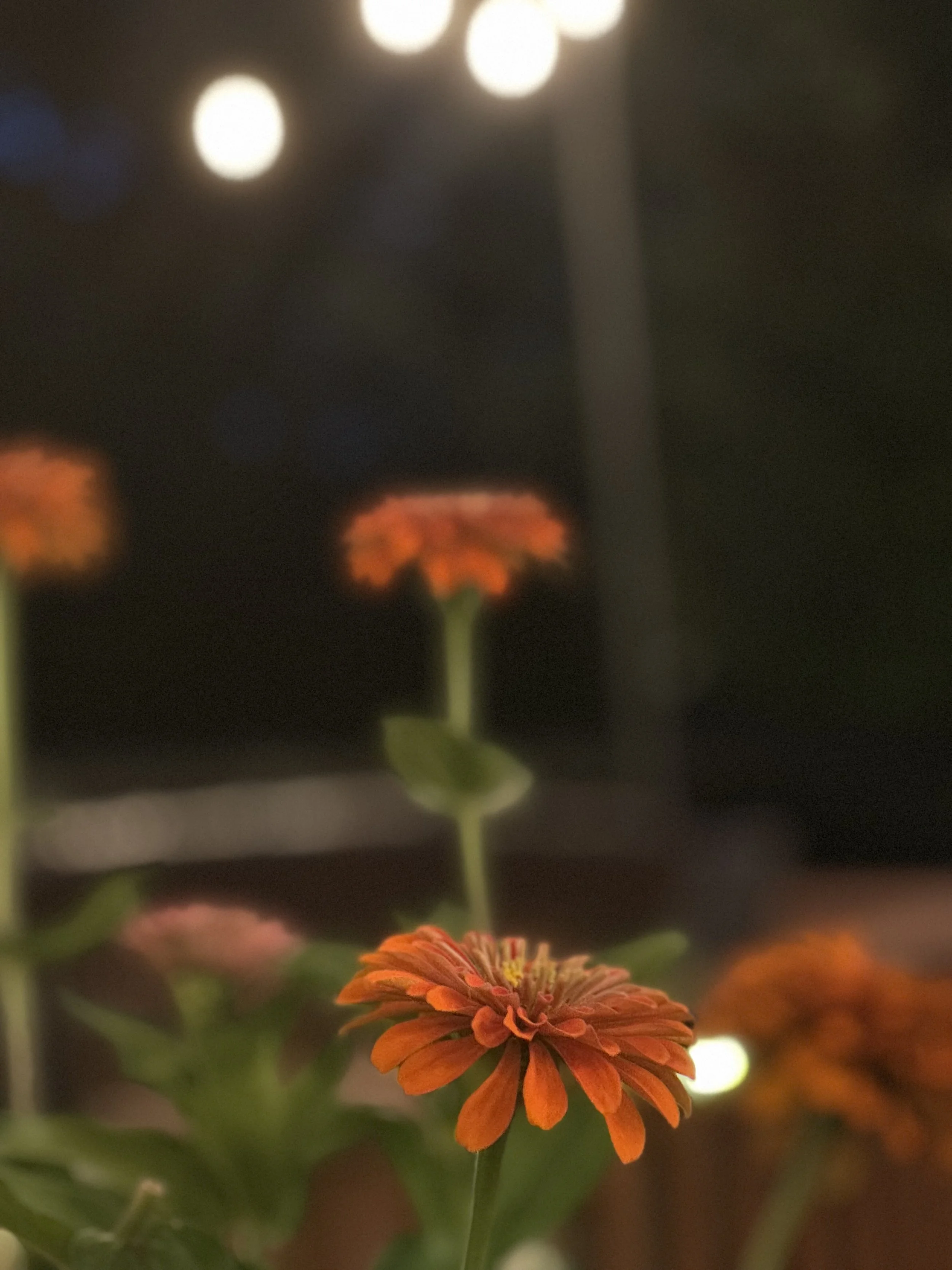 Close-up of an orange flower at night with blurred background of similar flowers and bright lights.