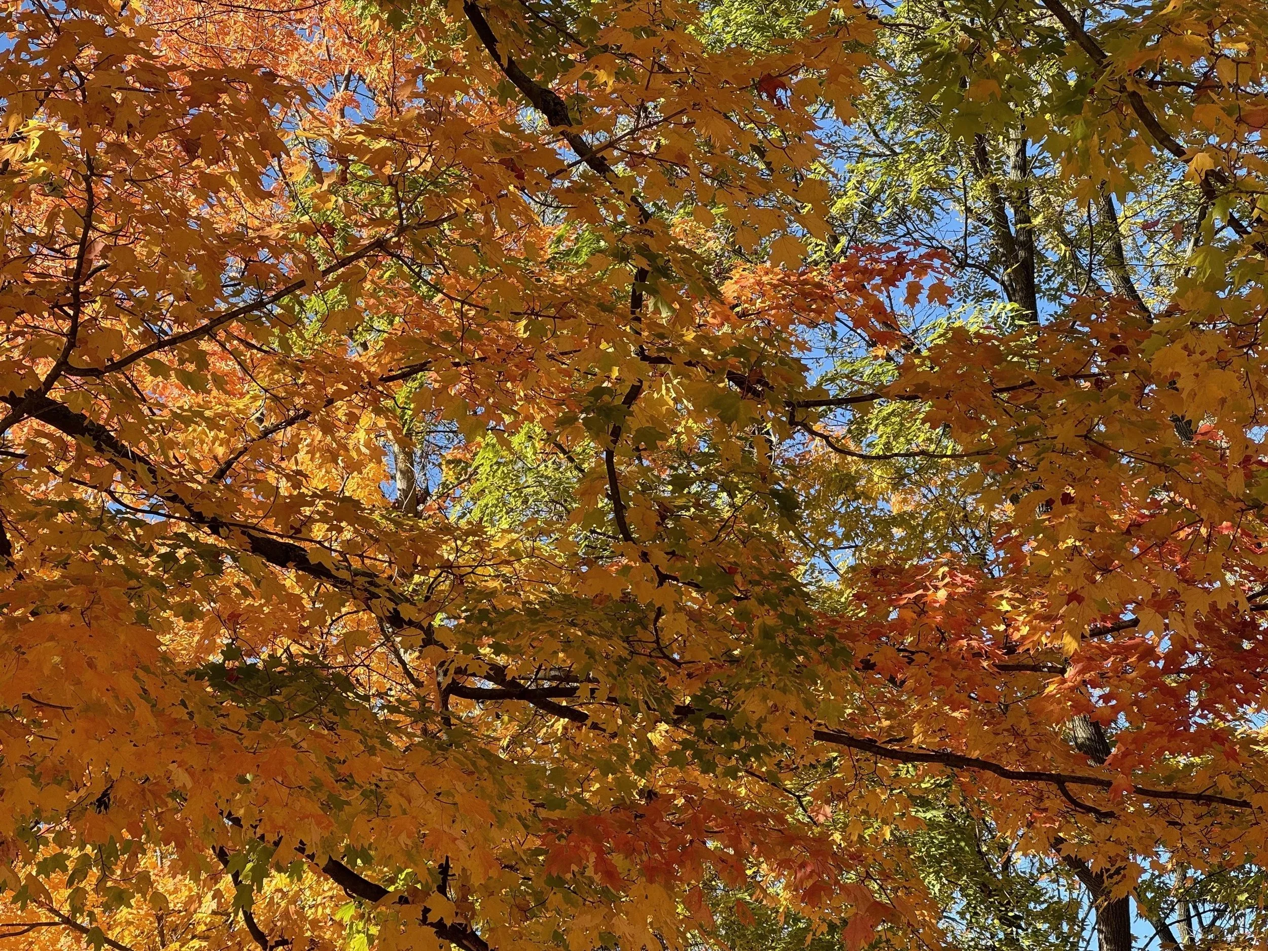Colorful autumn leaves on tree branches with blue sky in the background.