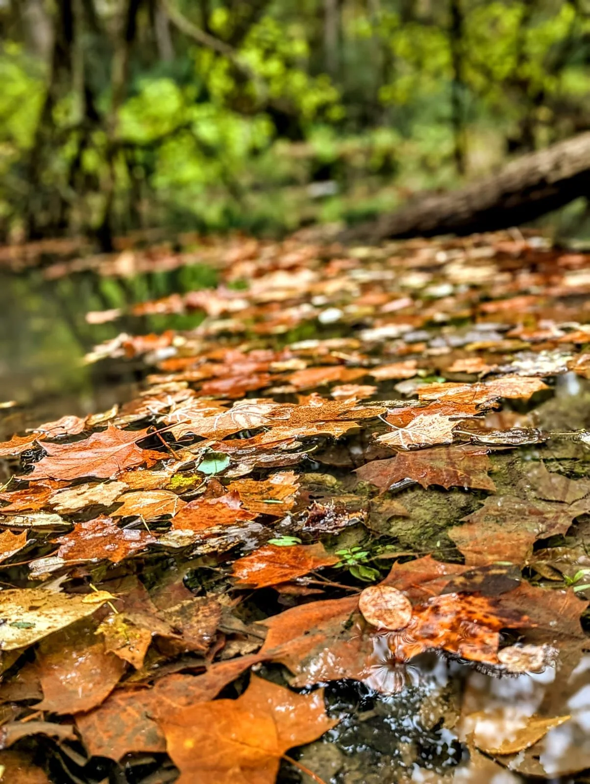 leaves bunched up on a cool, fall day. lying near a small body of water as the green trees behind begin to also turn to fall colors.