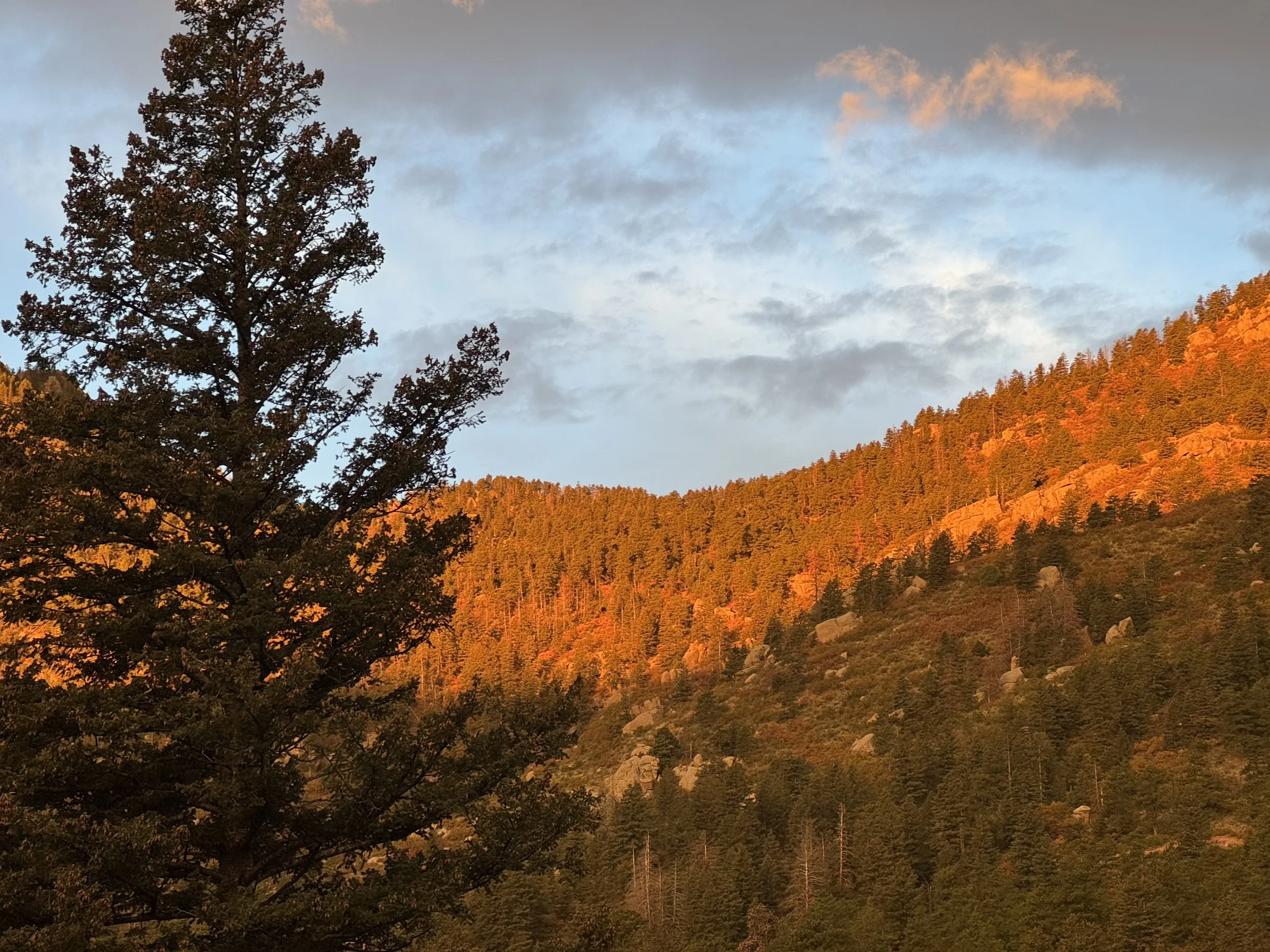 Sunset illuminates a hillside covered with pine trees, with a large tree in the foreground and a sky with clouds above.
