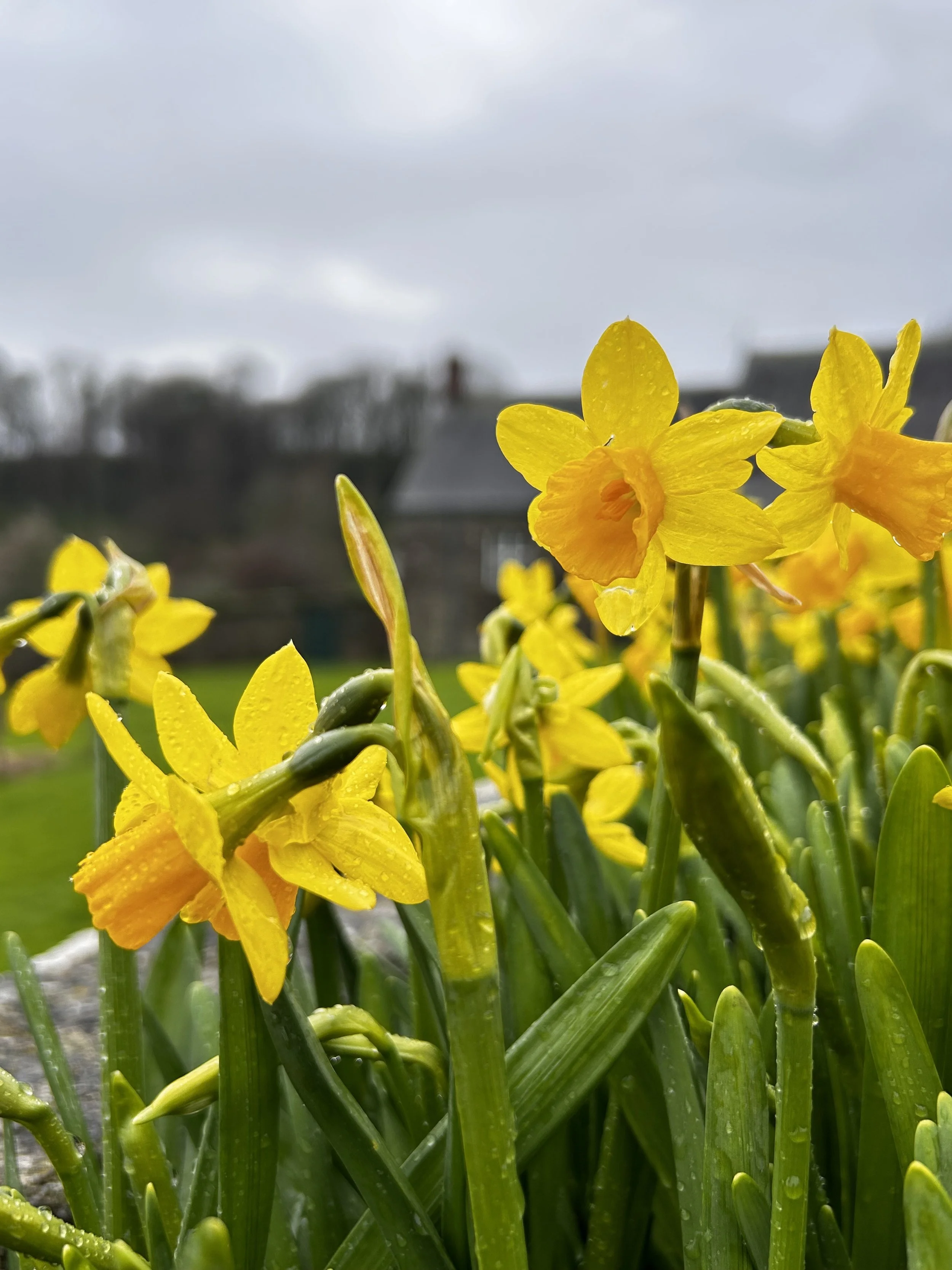 Close-up of yellow daffodil flowers with water droplets on the petals and leaves, against a blurry cloudy sky and distant house in the background.