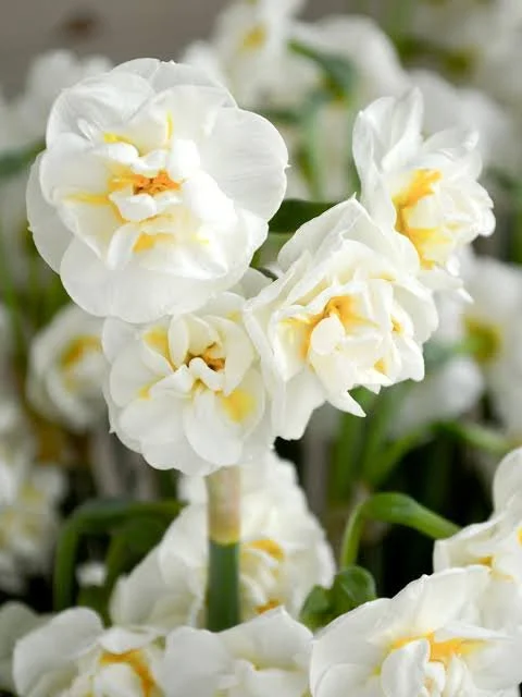 Narcissus 'Bridal Crown' bulbs