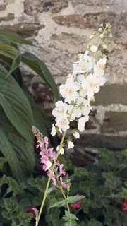 Verbascum 'Flush of White'